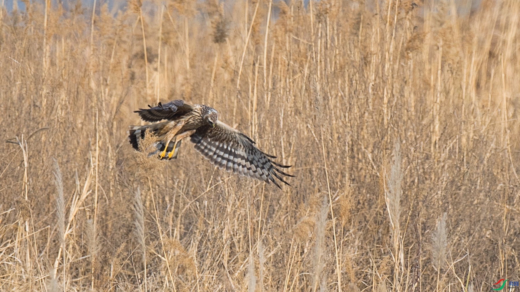 DSC_5986 - ����.jpg