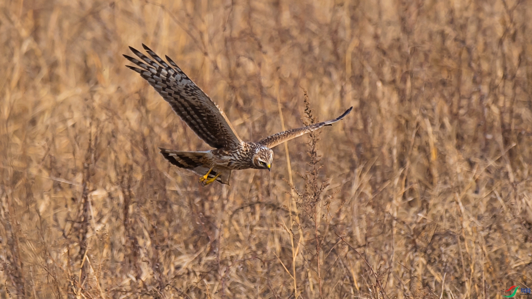 DSC_6173 - ����.jpg