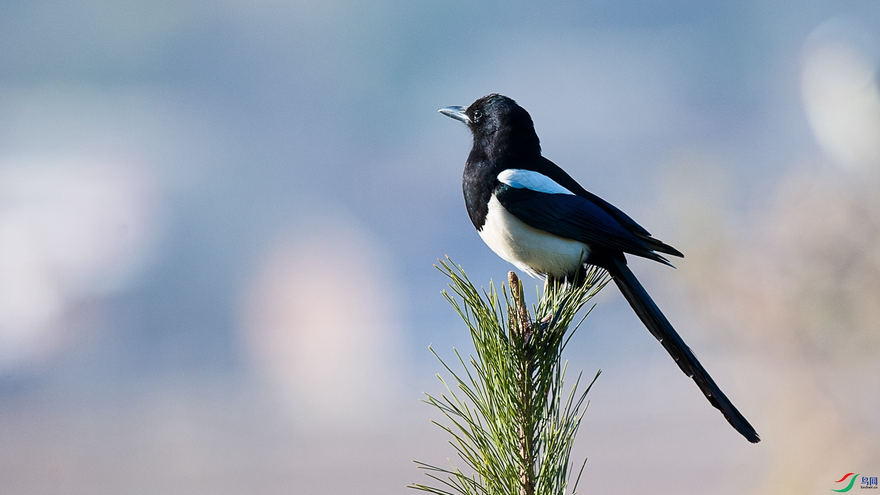 DSC_0821 - ����.jpg