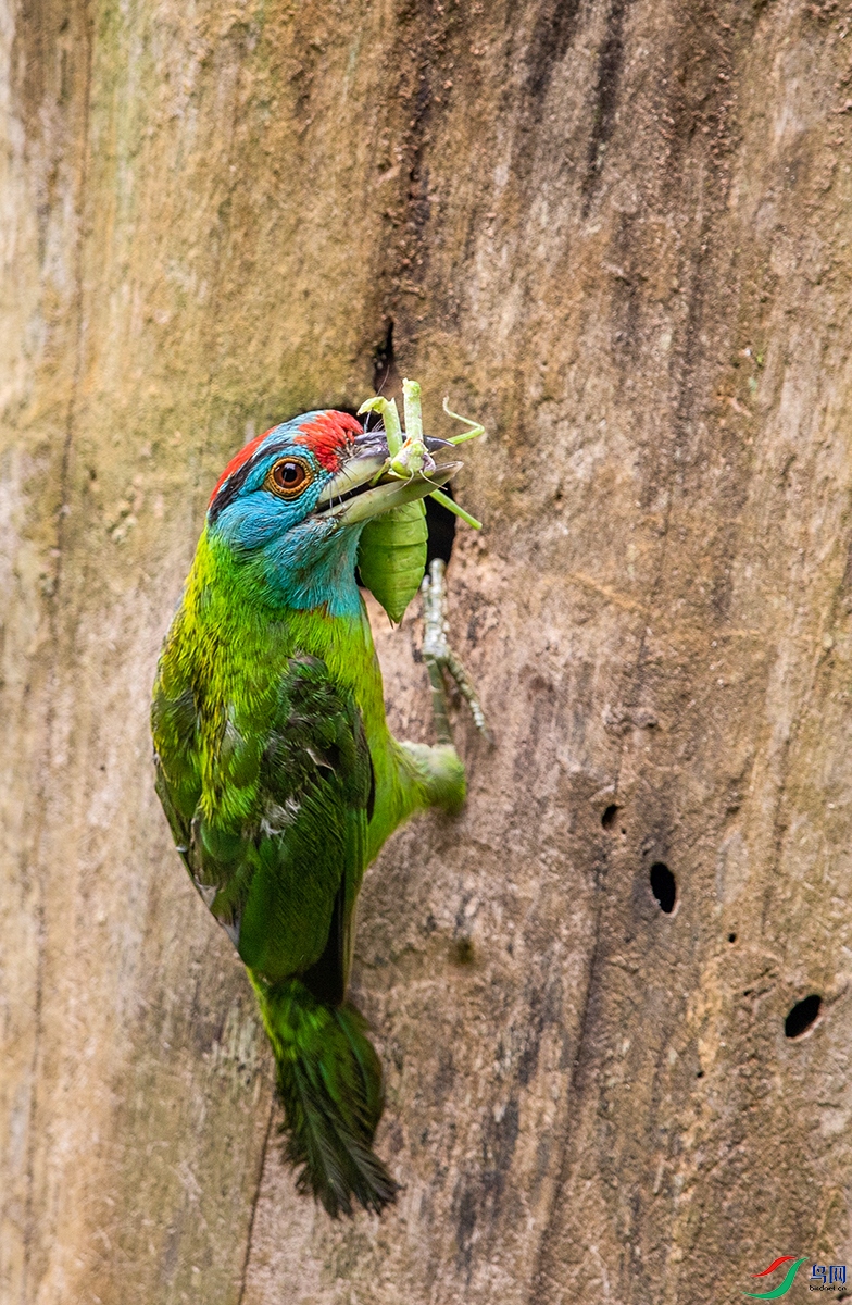 ��������ľ��