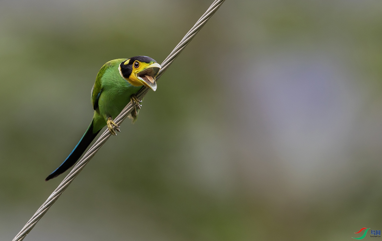 ��β������