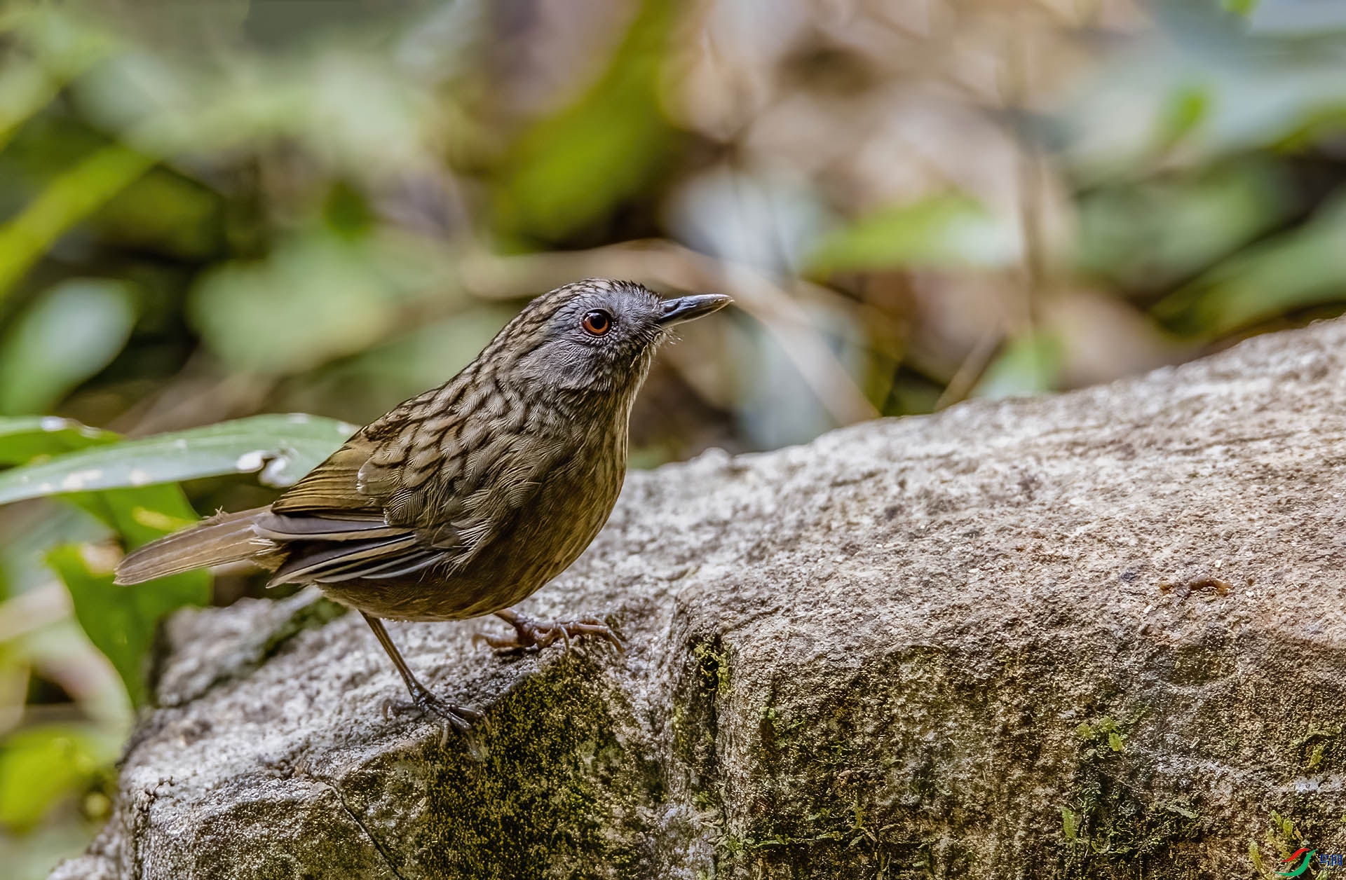 ��β����