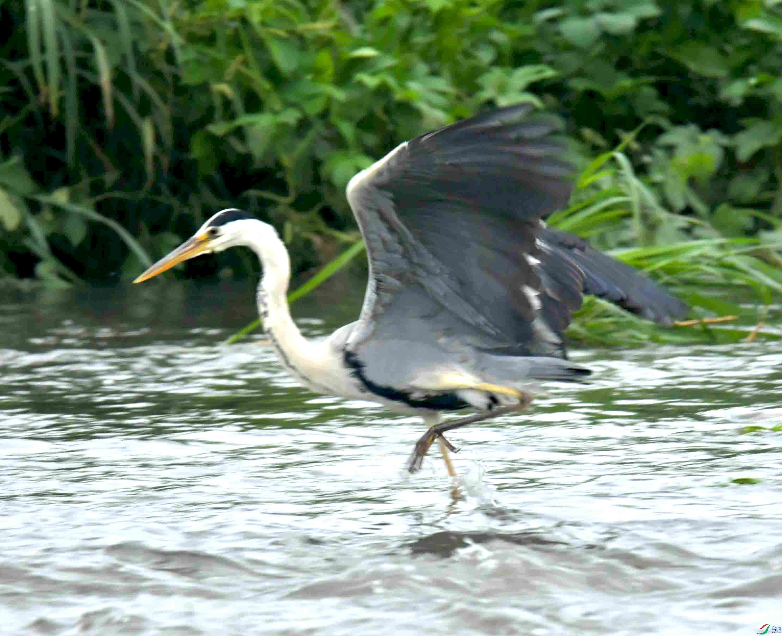 DSC_1185.JPG