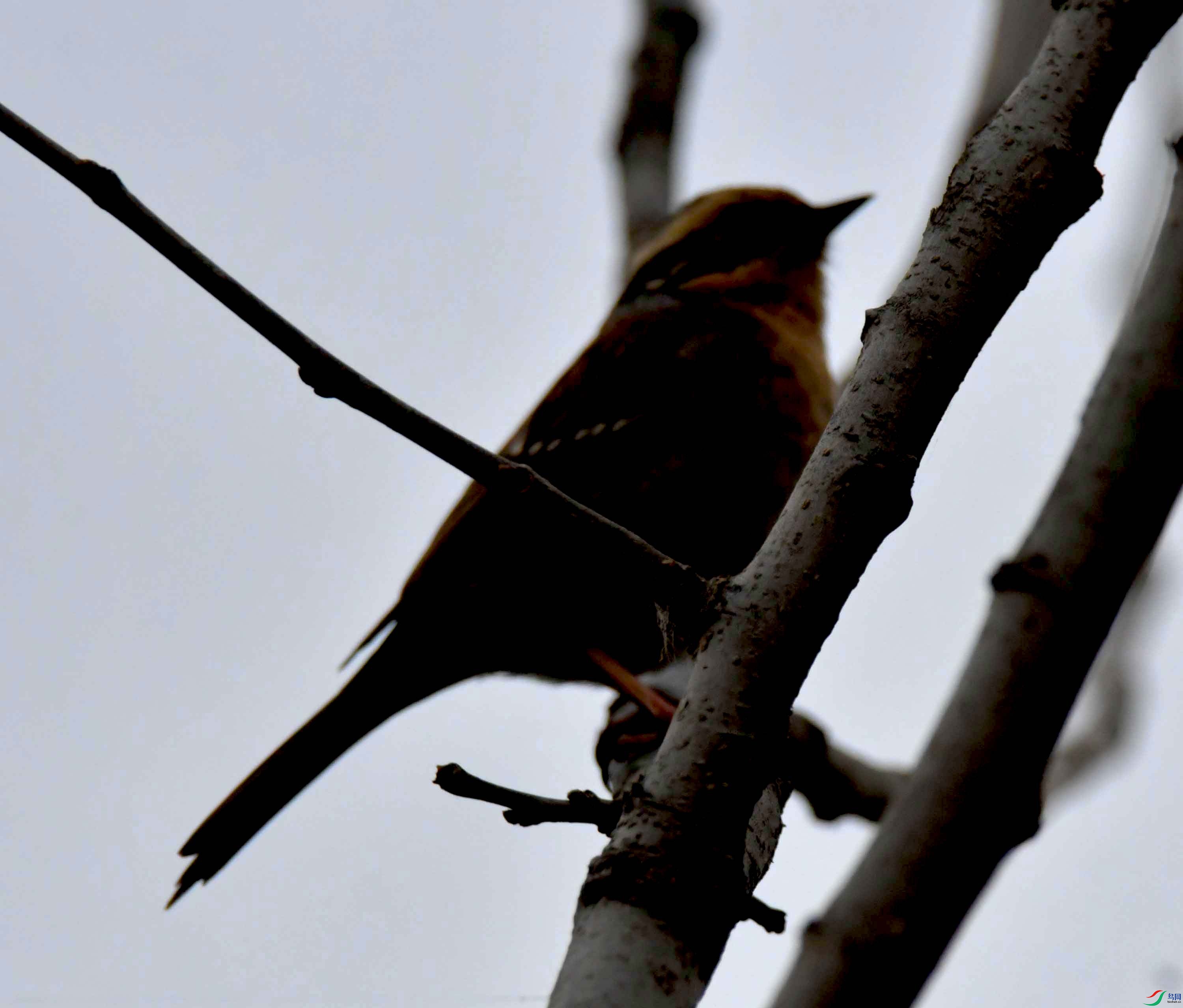 DSC_3335.JPG