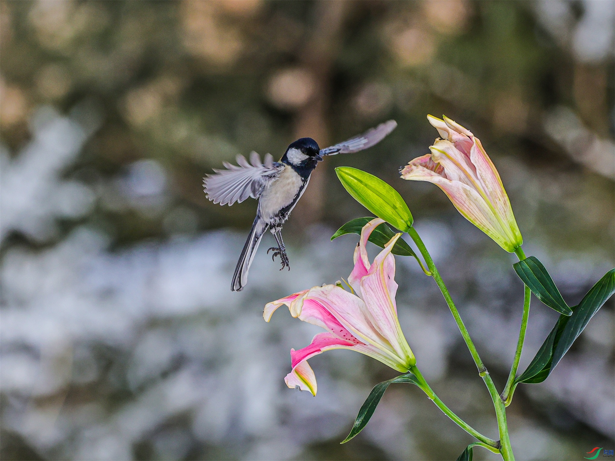 1K3A3552 ����1.jpg