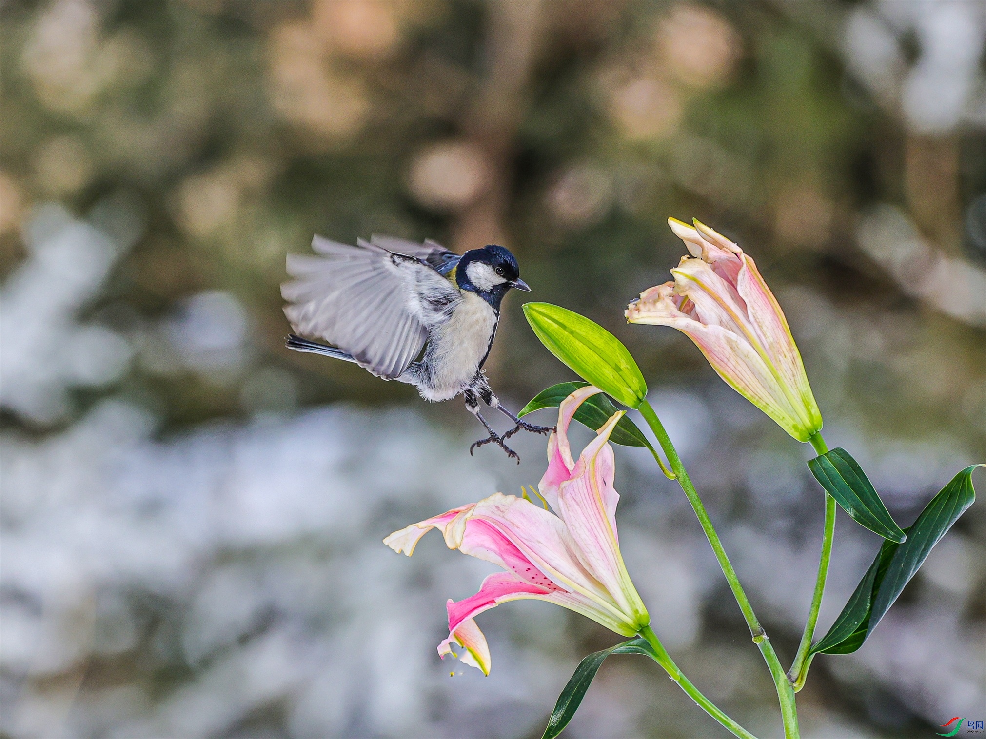 1K3A3551 ����1.jpg