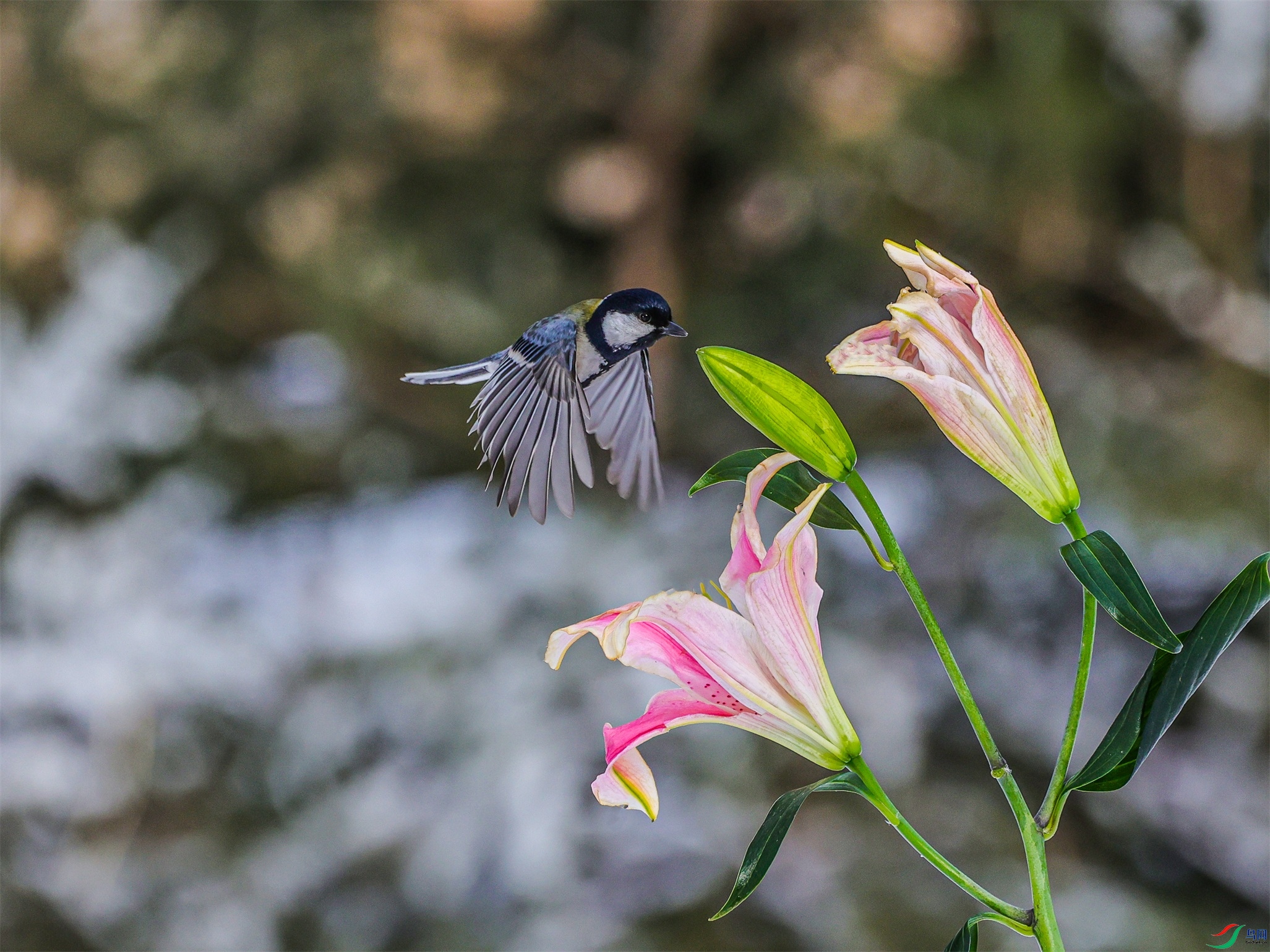 1K3A3555 ����1.jpg