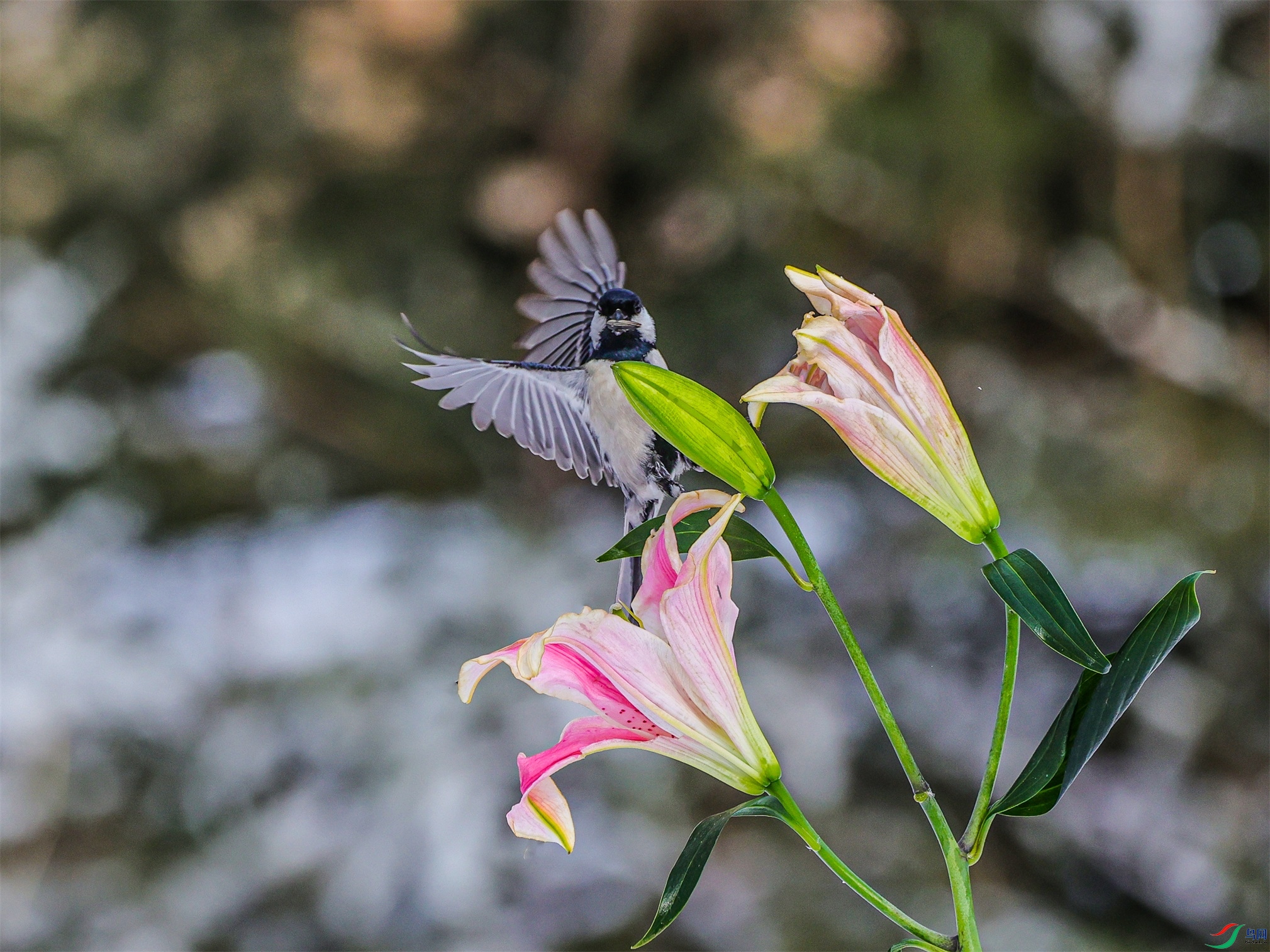 1K3A3559 ����1.jpg