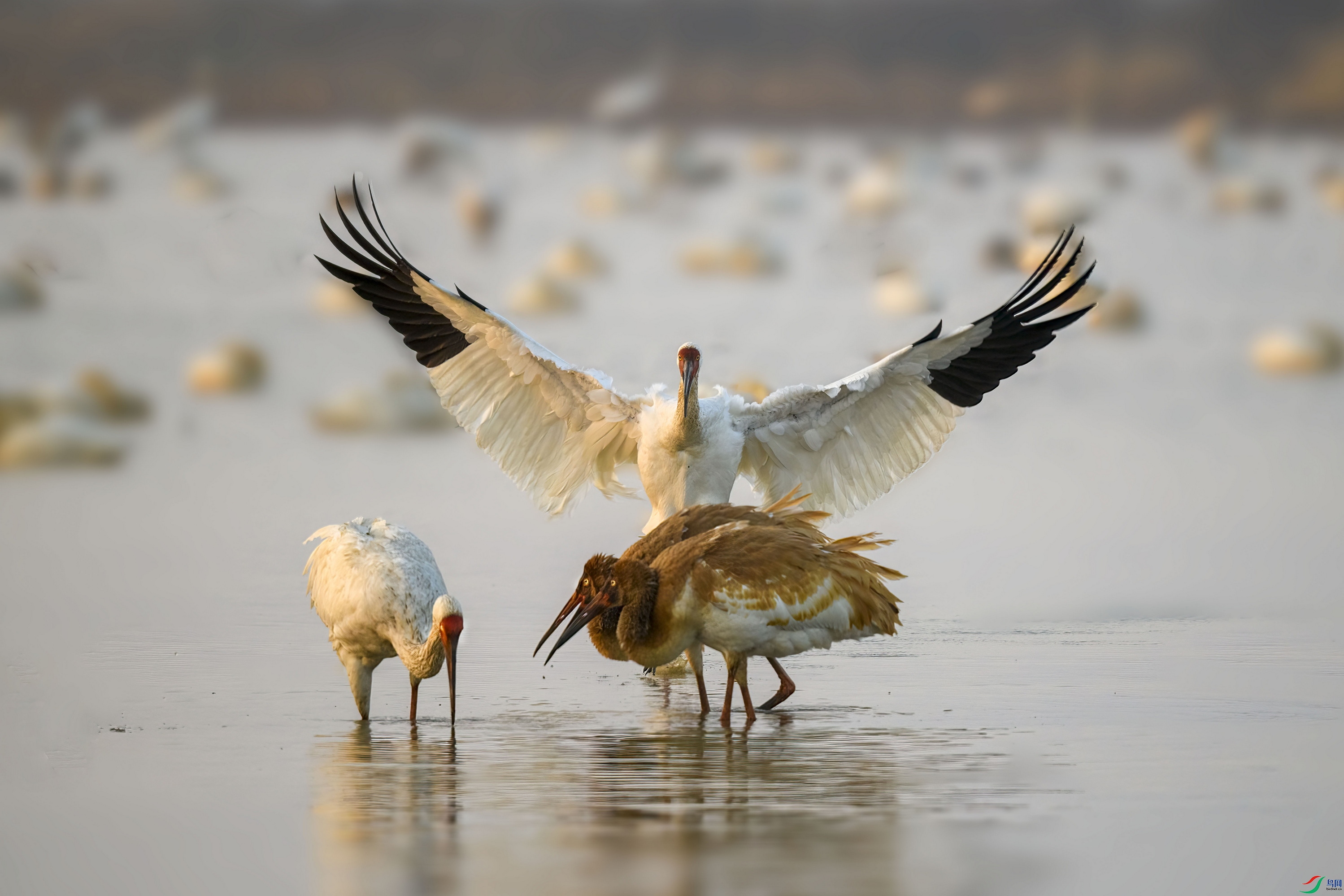 DSC_3448 - ���� ����SF01.jpg