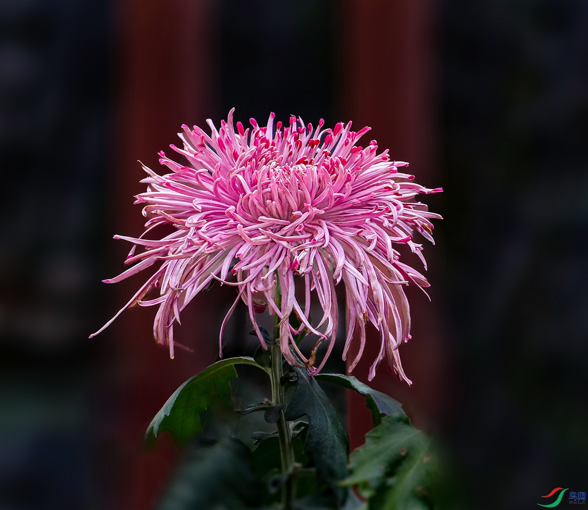 00000583A0208 ���µ�Ѫ1200.jpg