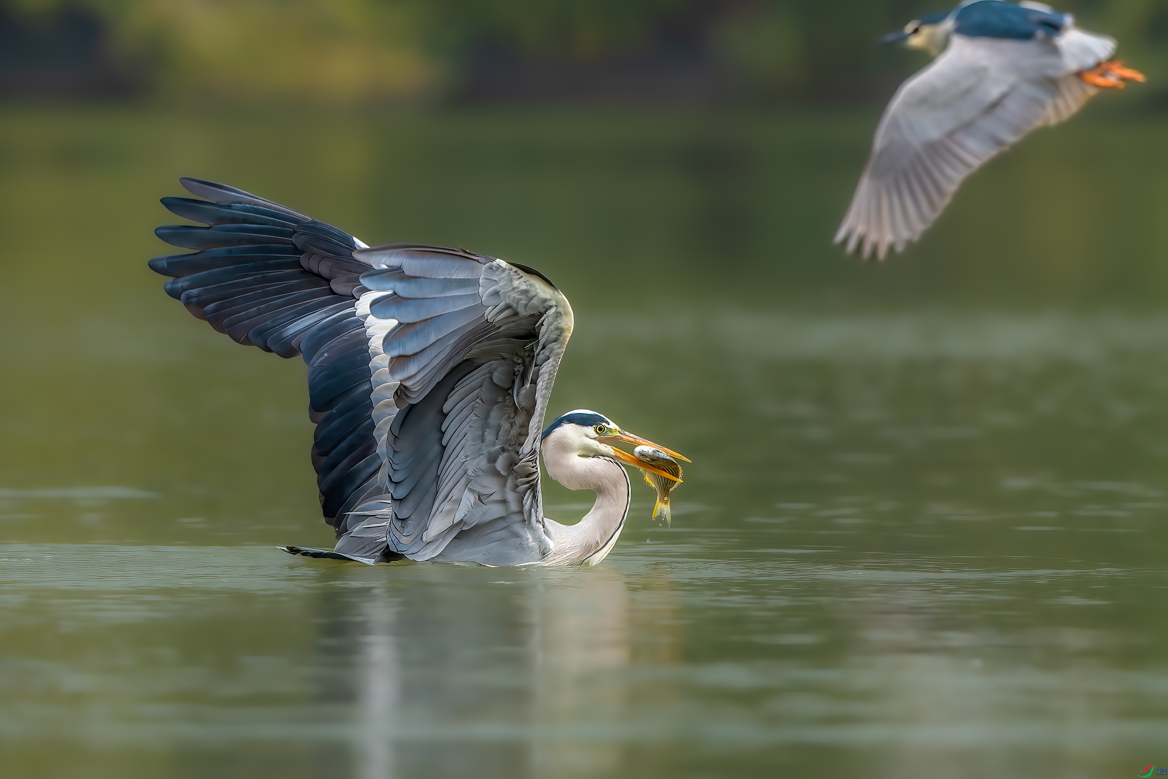DSC_2132.jpg