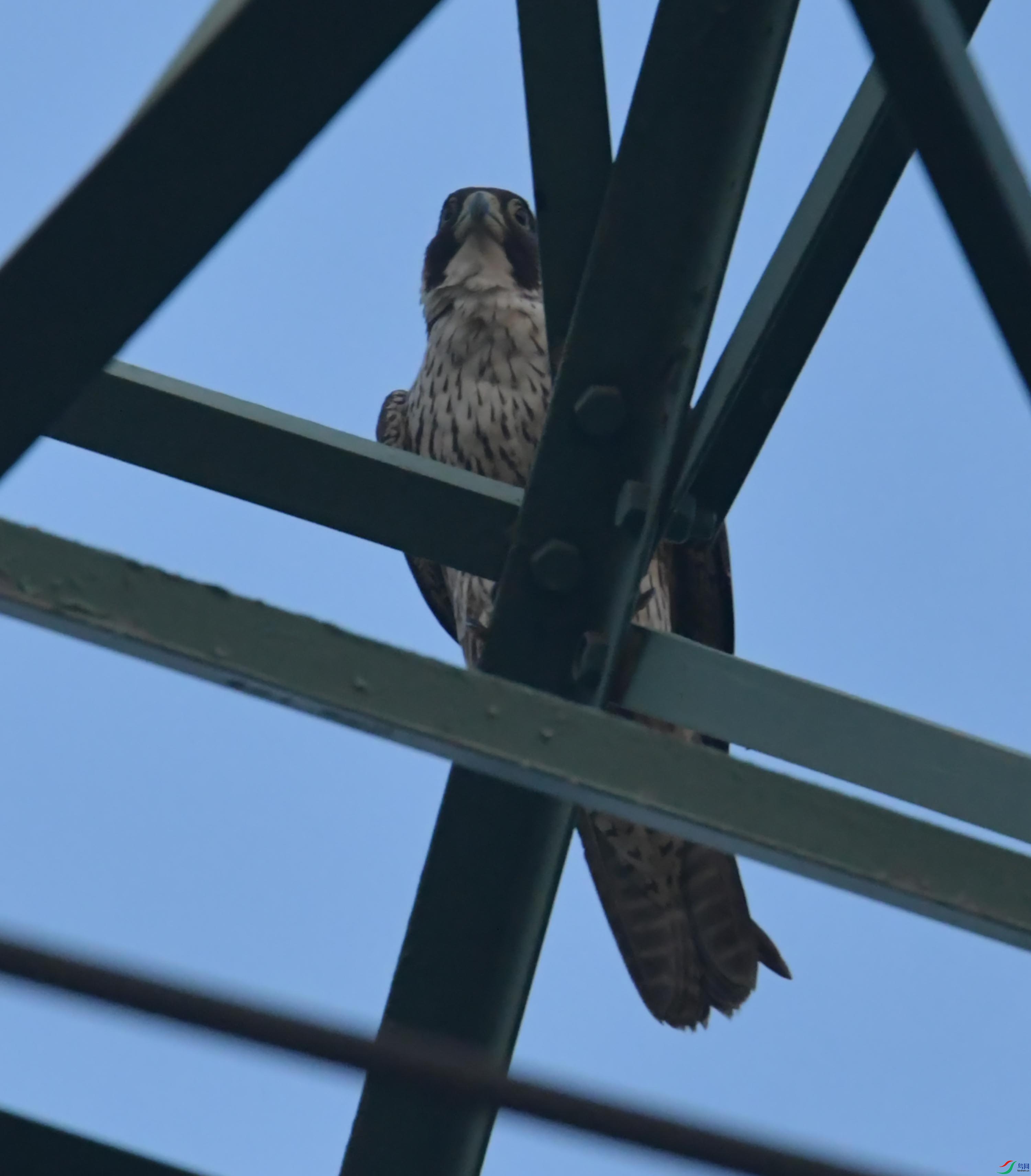 DSC_0515.JPG