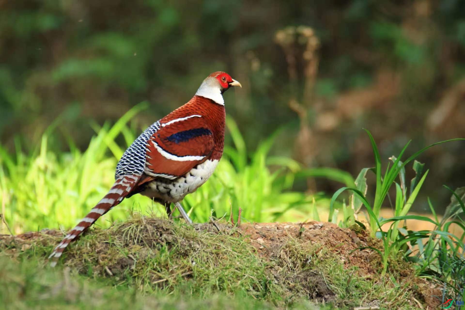 �����ڵİ׾���β��