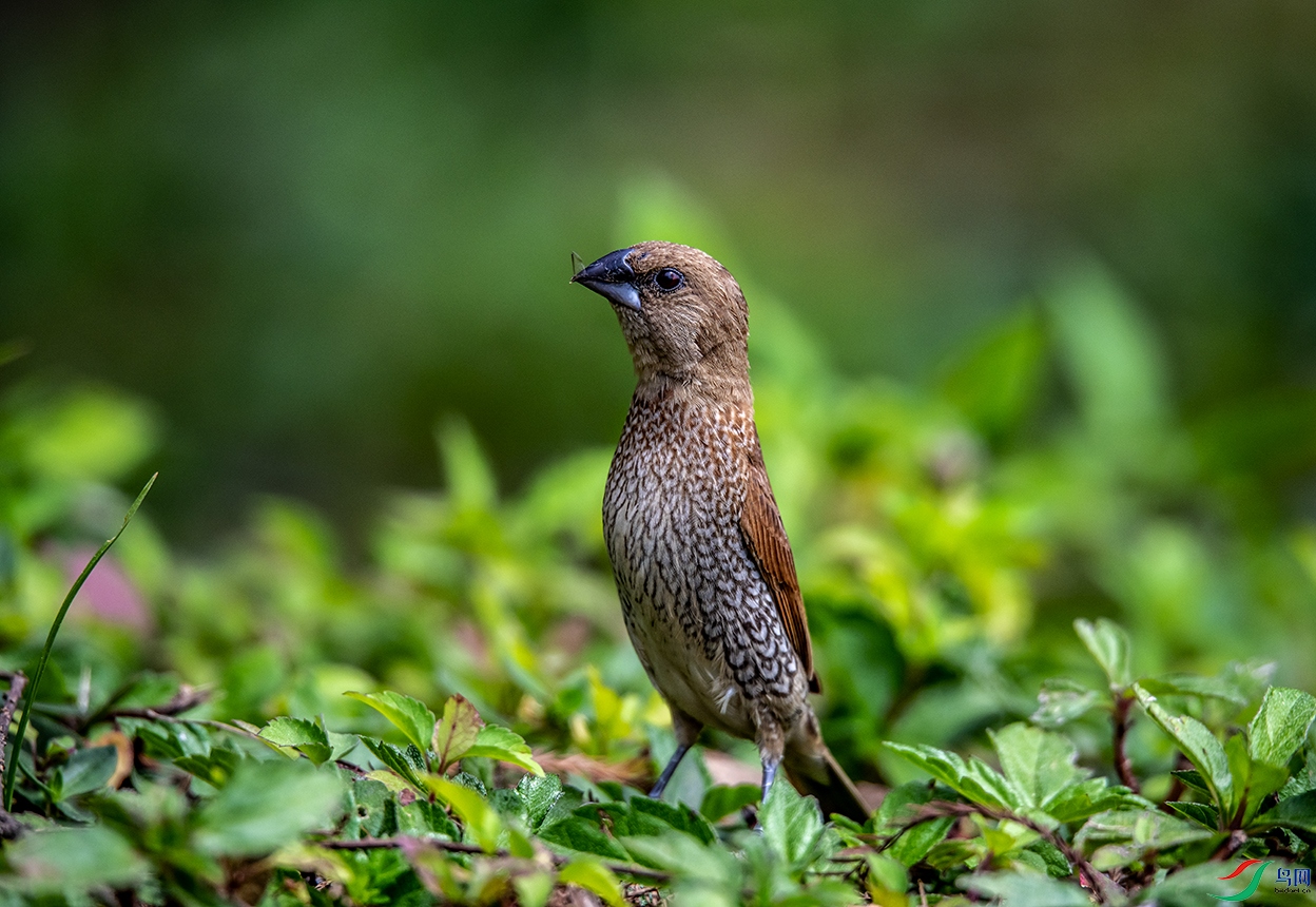 DSC_6887.jpg