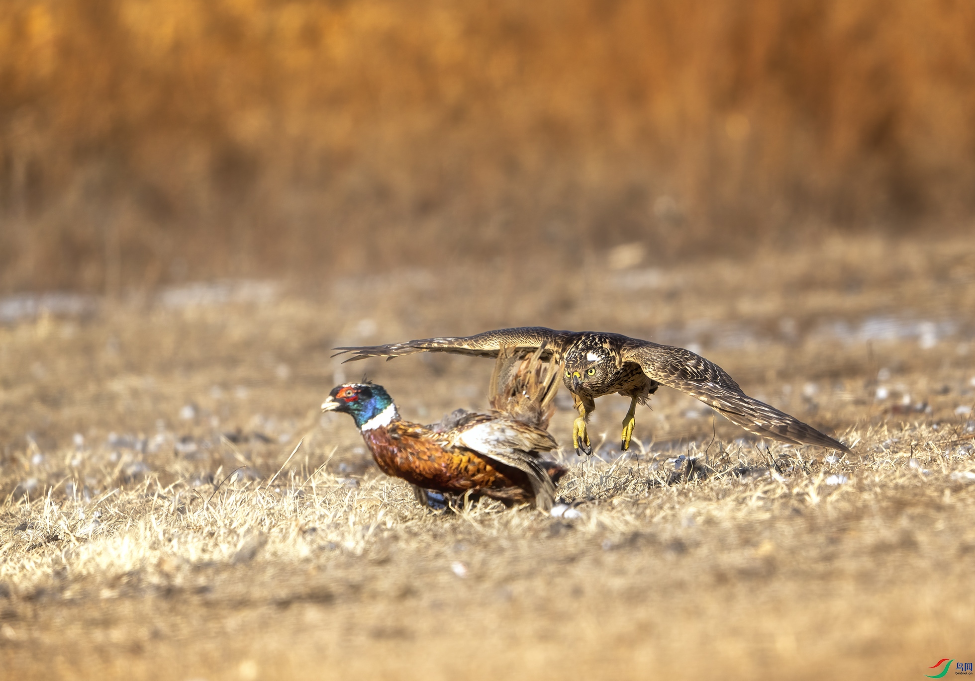 _DSC3927 ����.jpg