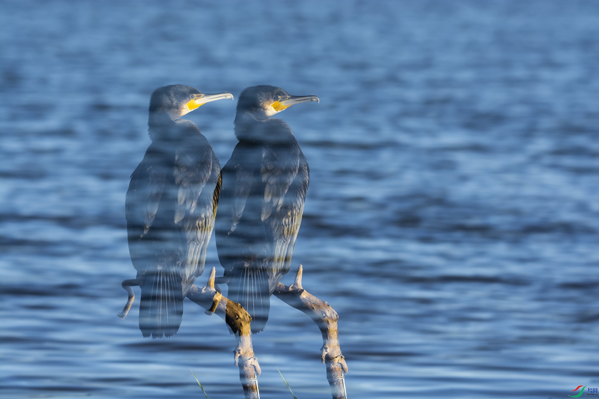 DSC_2637.jpg