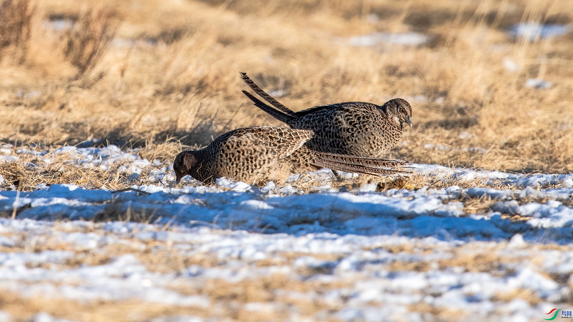 _DSC5567_����.jpg