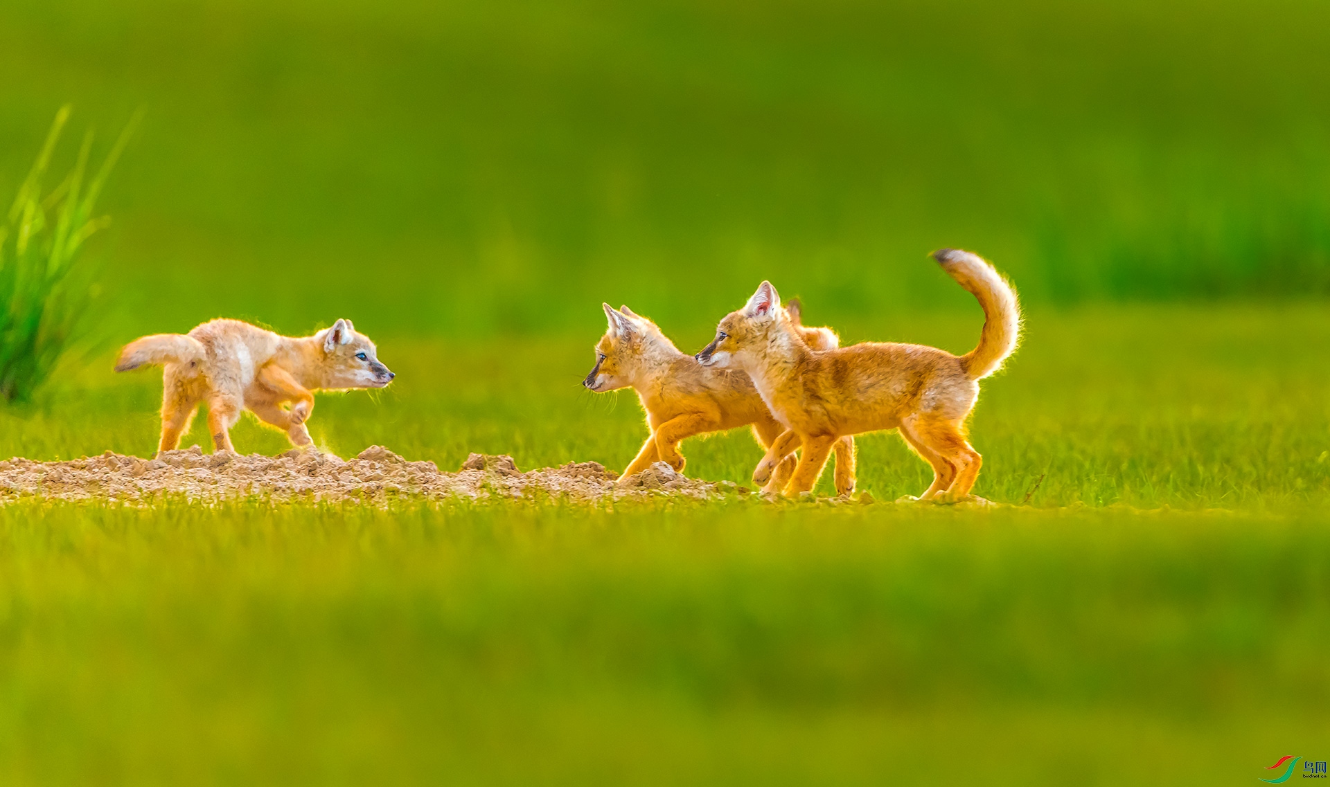 DSC_9431-0.jpg