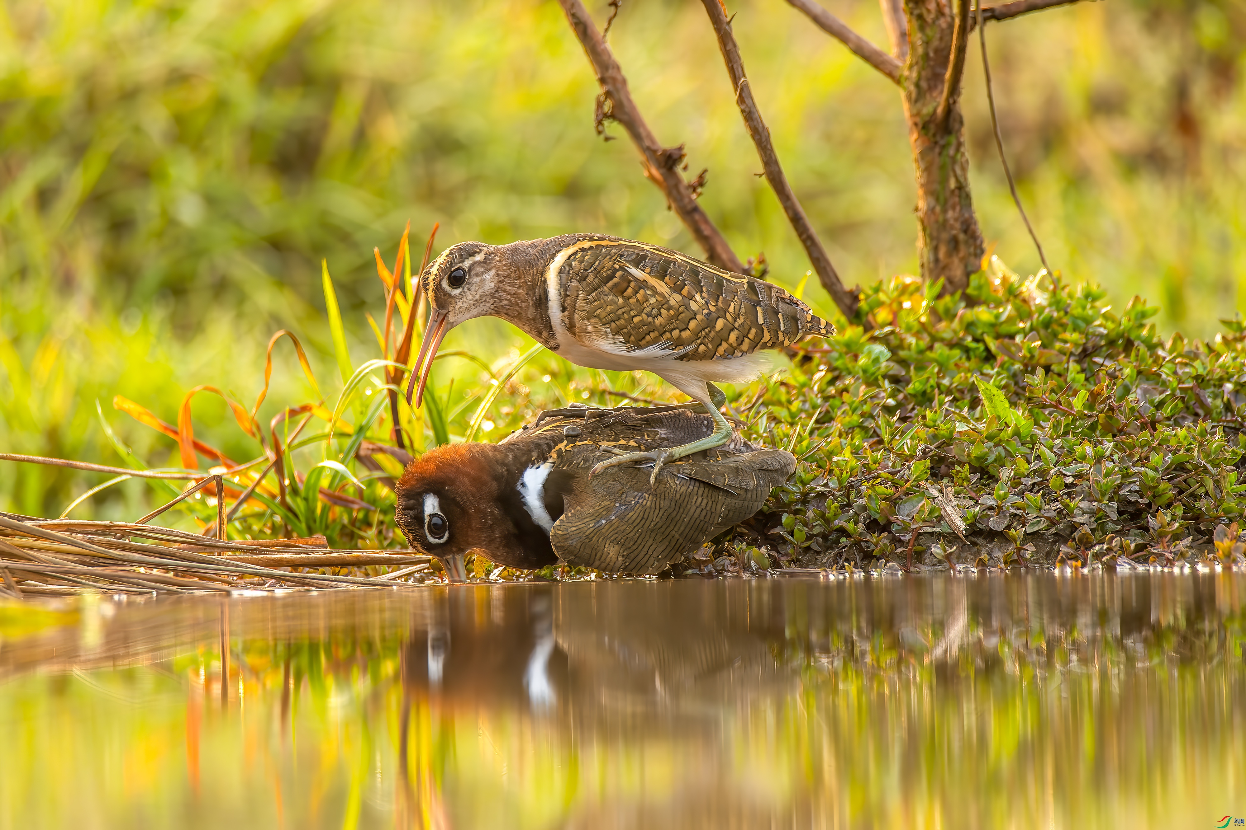 DSC_4701px.jpg
