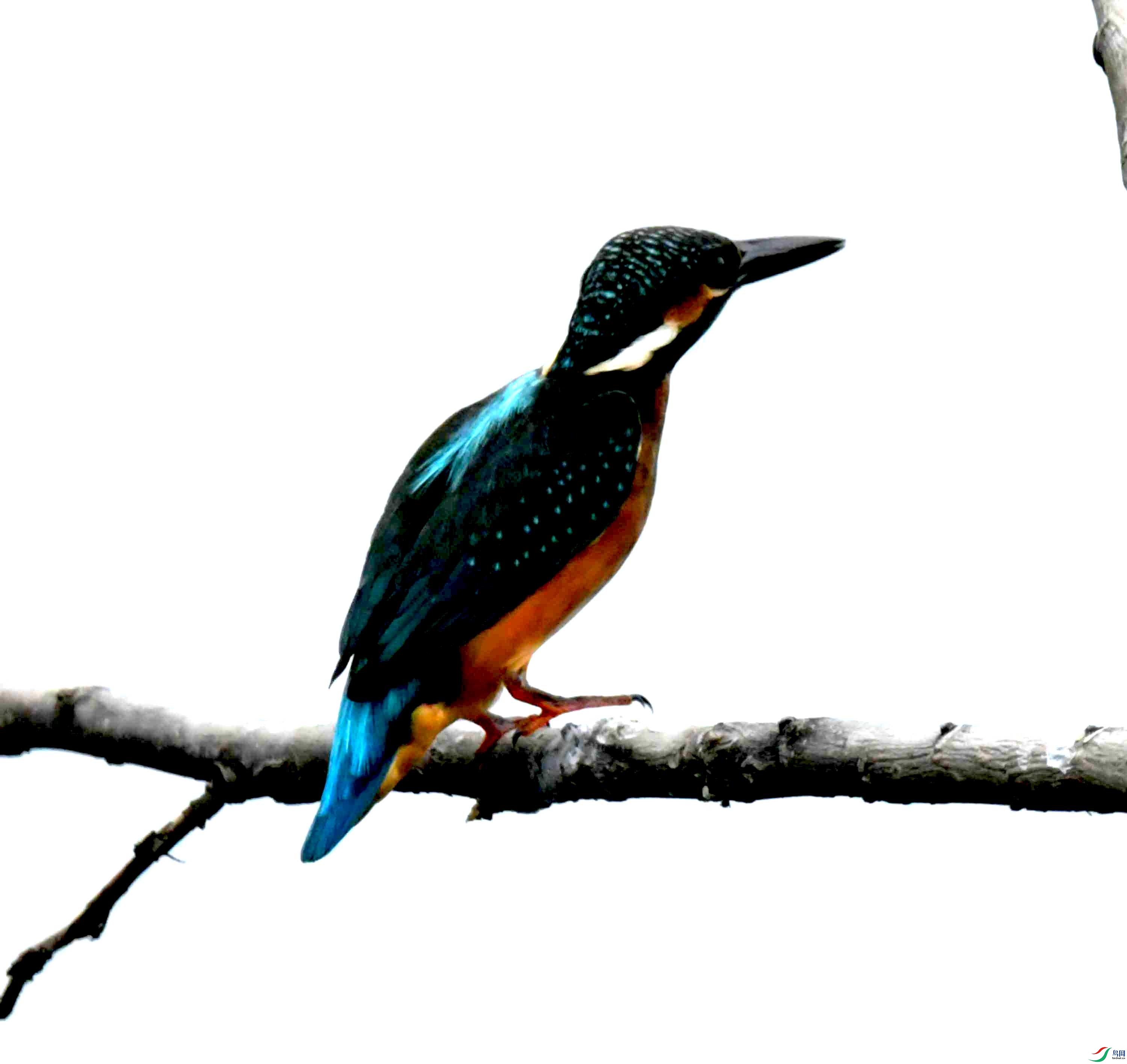 DSC_2724.JPG