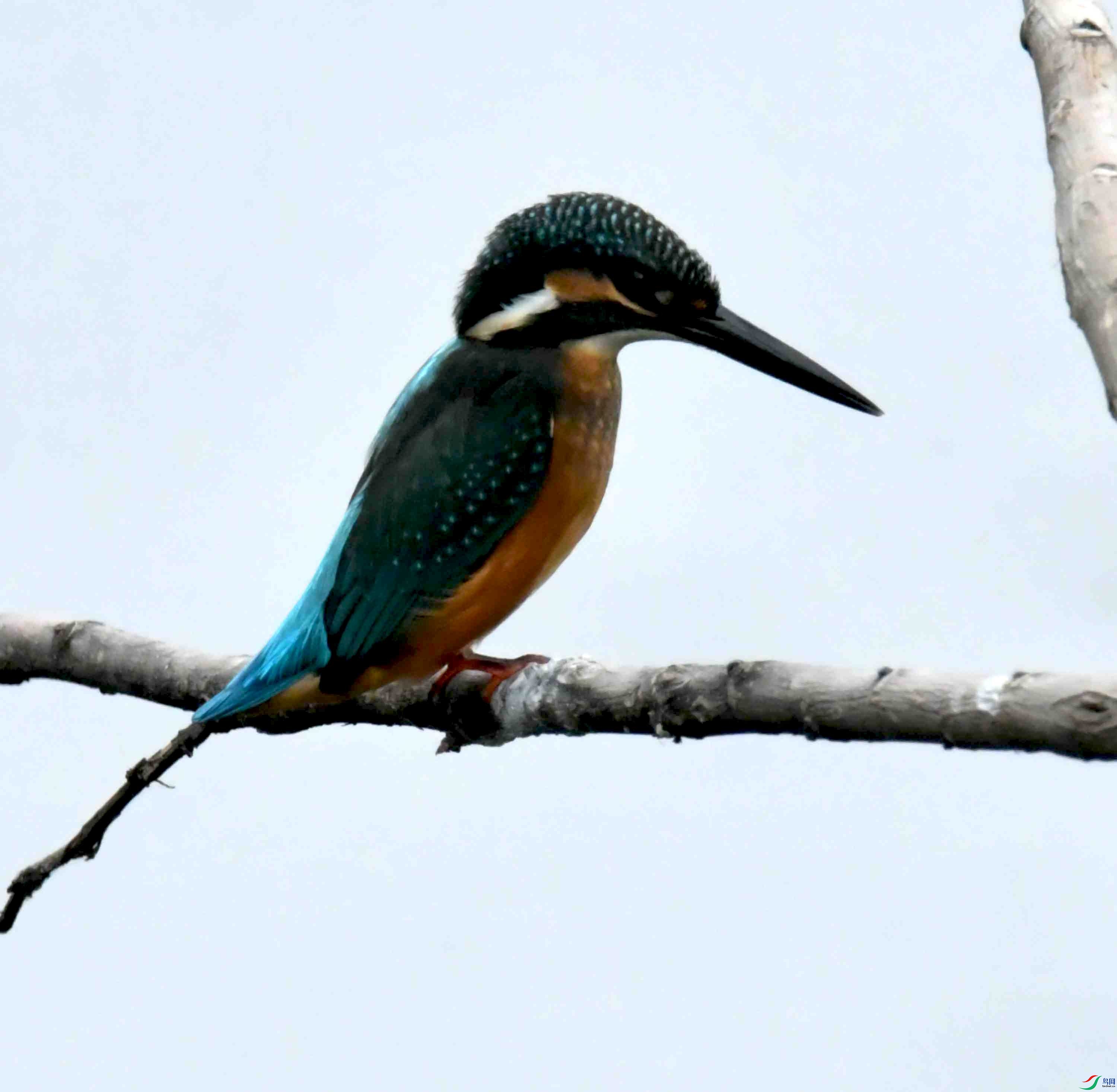 DSC_2726.JPG