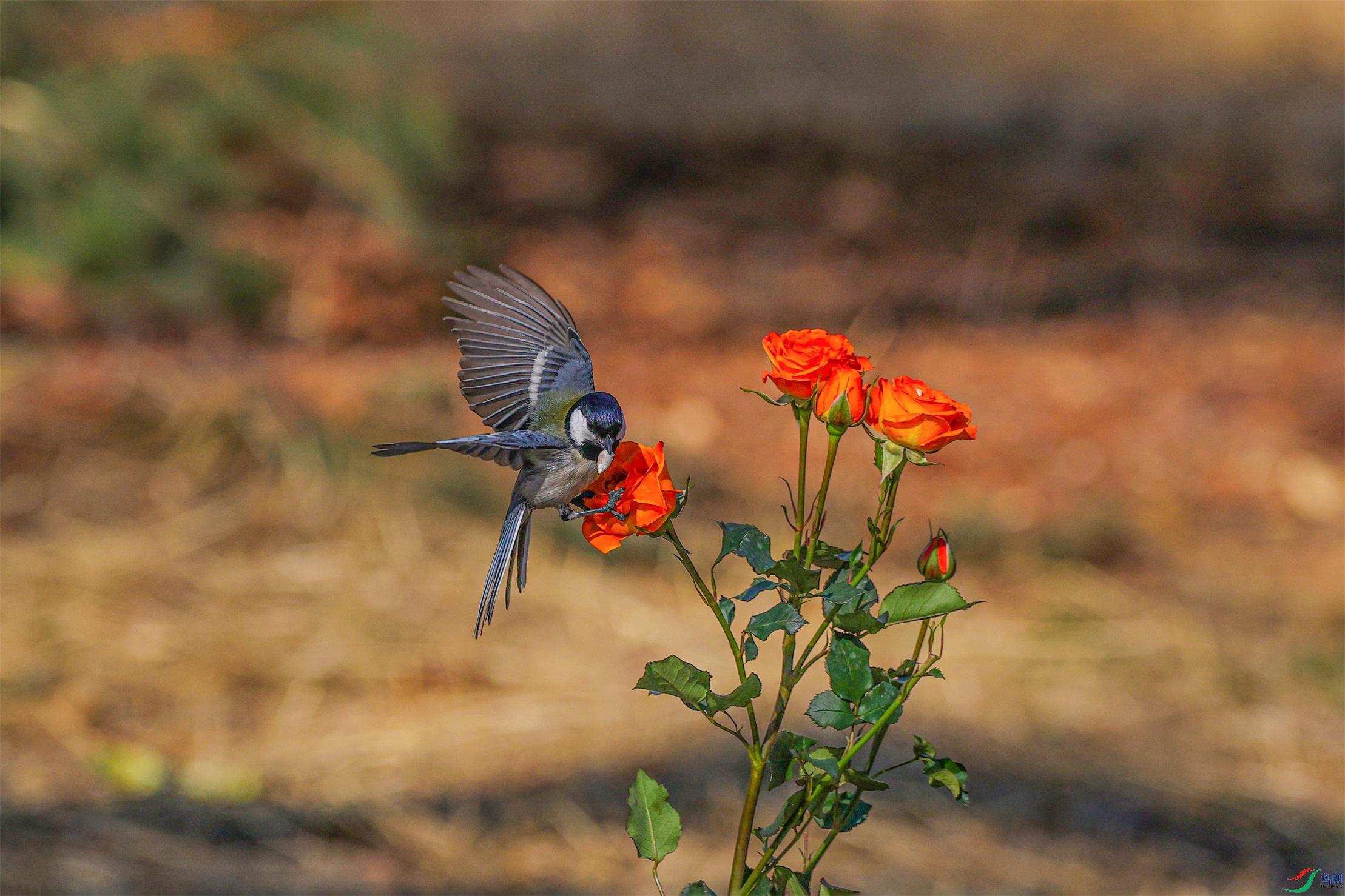 1K3A5827 ����1.jpg