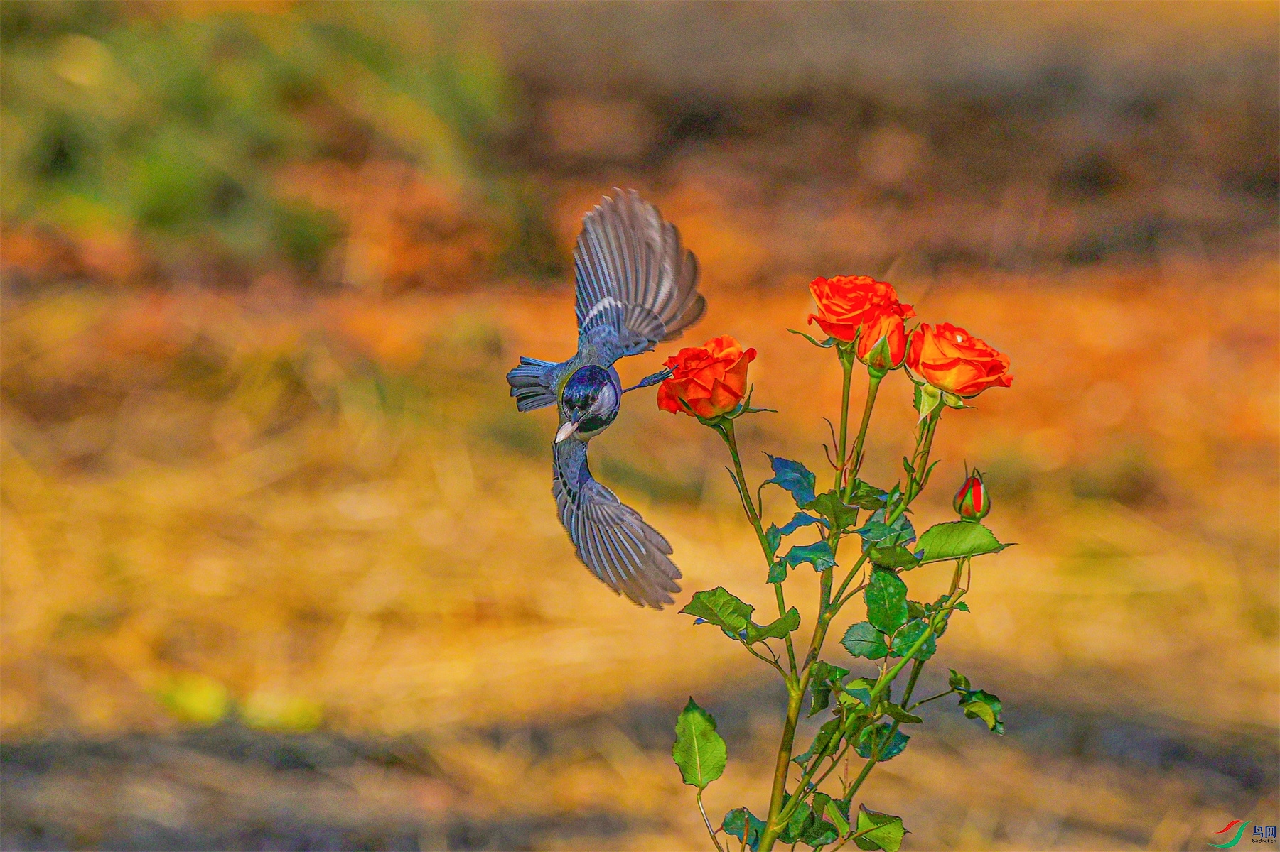 1K3A5828 ����1.jpg