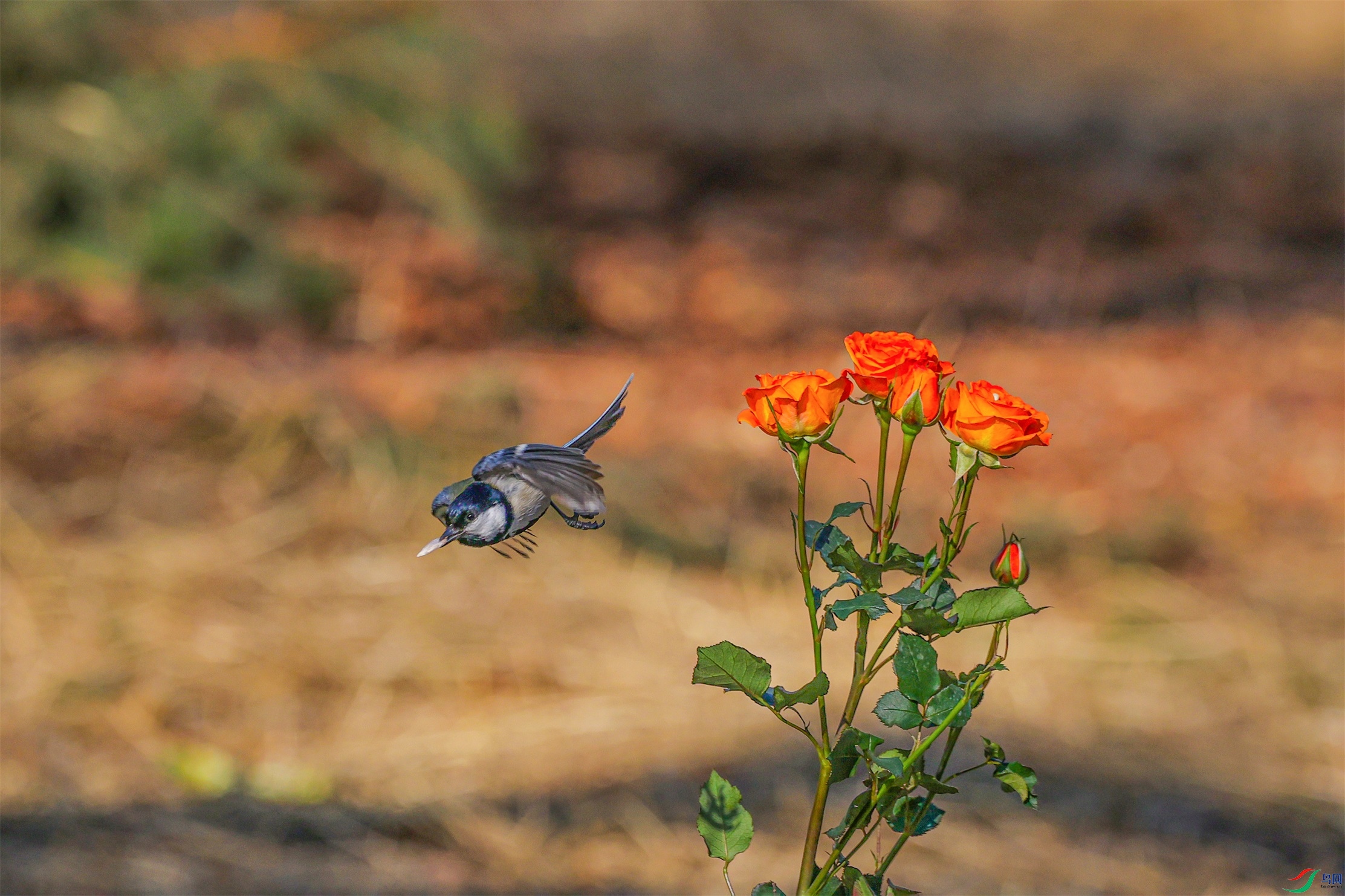 1K3A5829 ����1.jpg