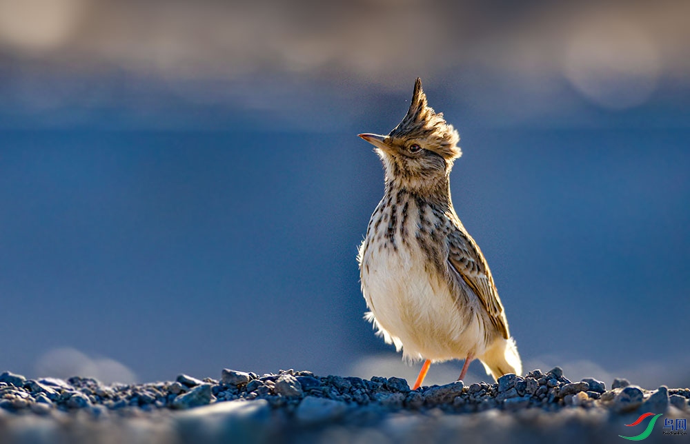 ��ͷ����