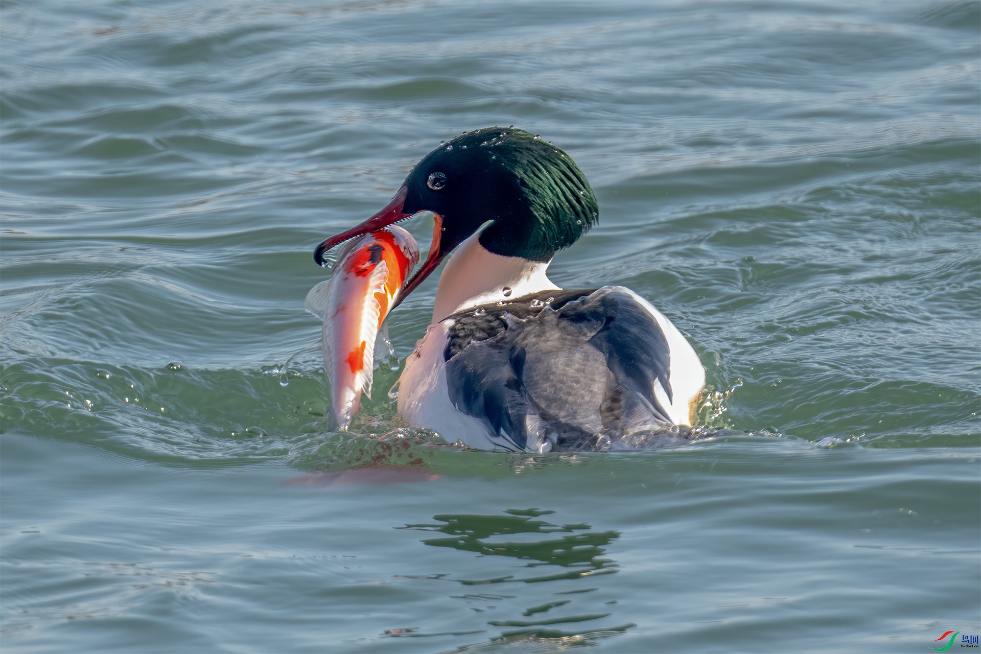 DSC_0446-9.jpg