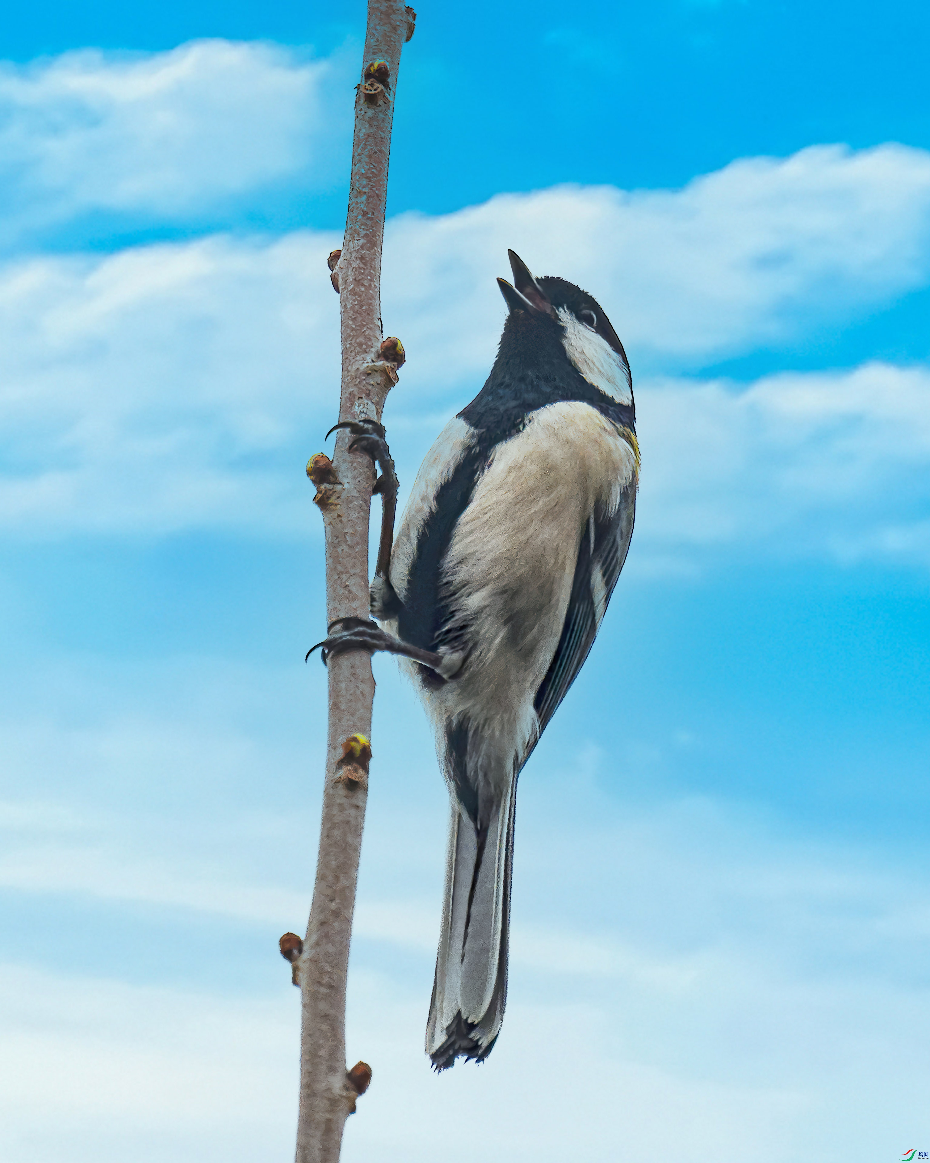 _ZFW4889_DxO-gigapixel-gigapixel-gigapixel ����.jpg