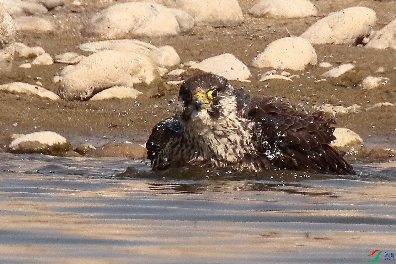 YGK_2113a.JPG