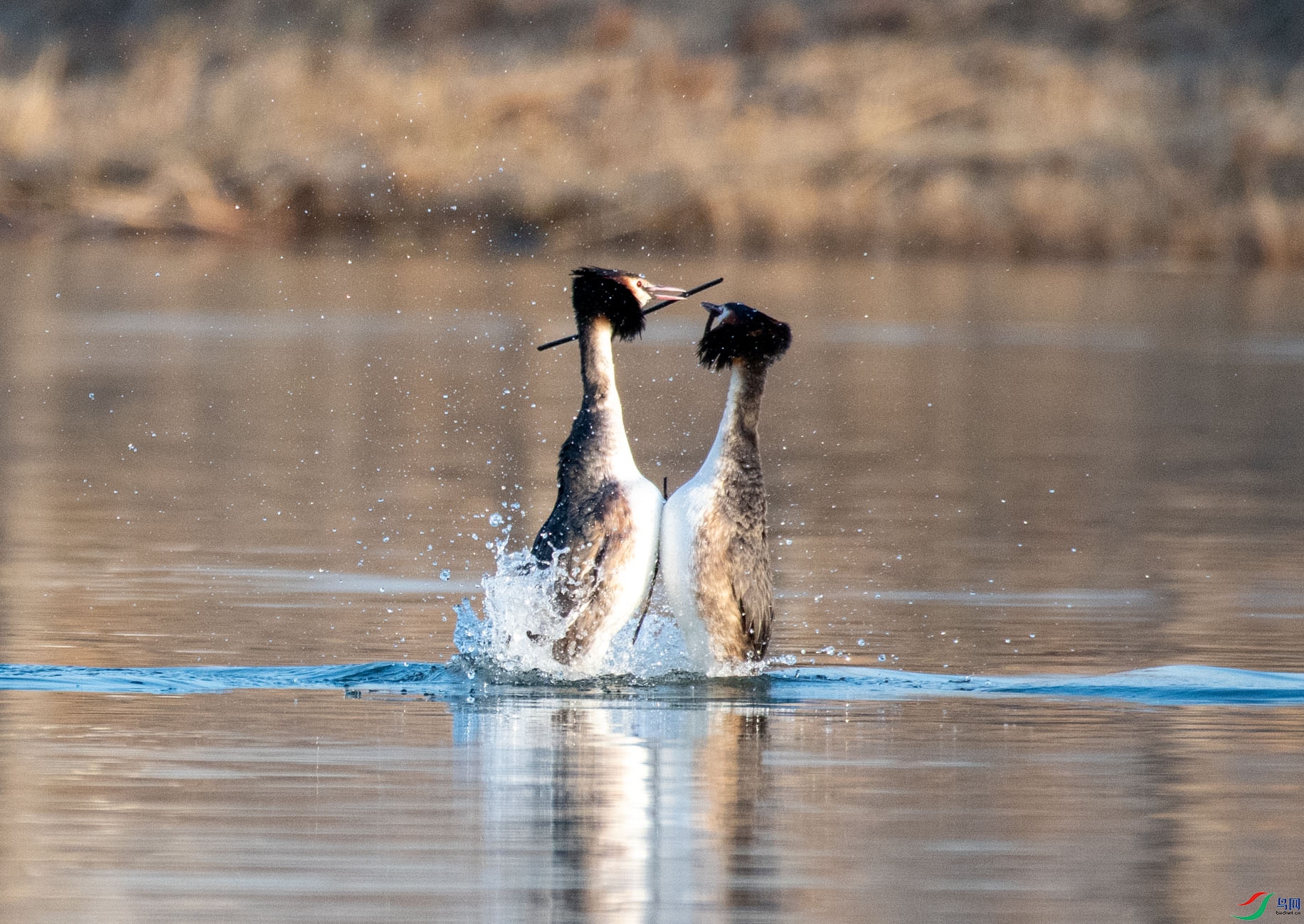 DSC_4452.jpg