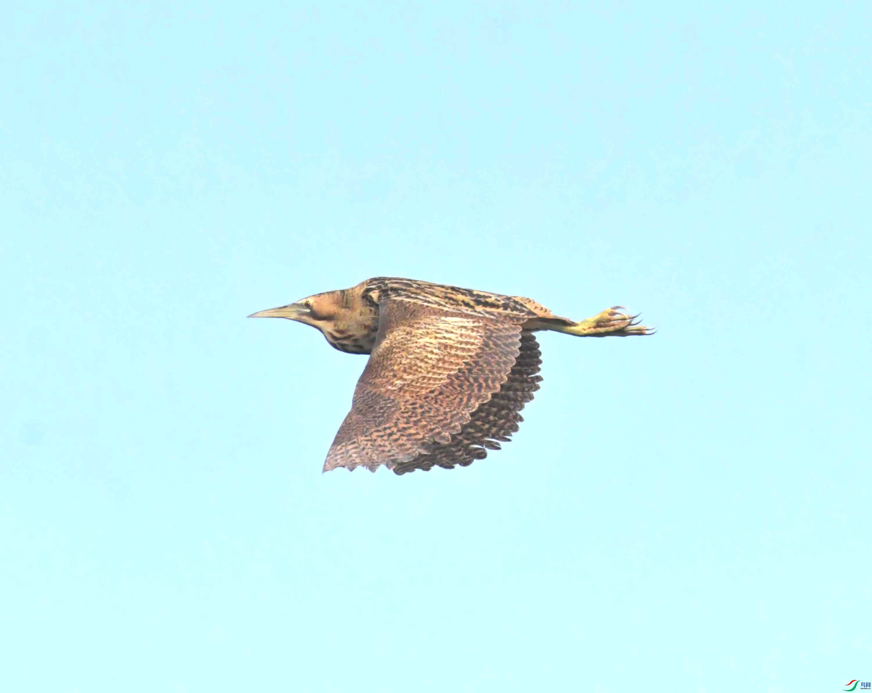 DSC_0236.JPG