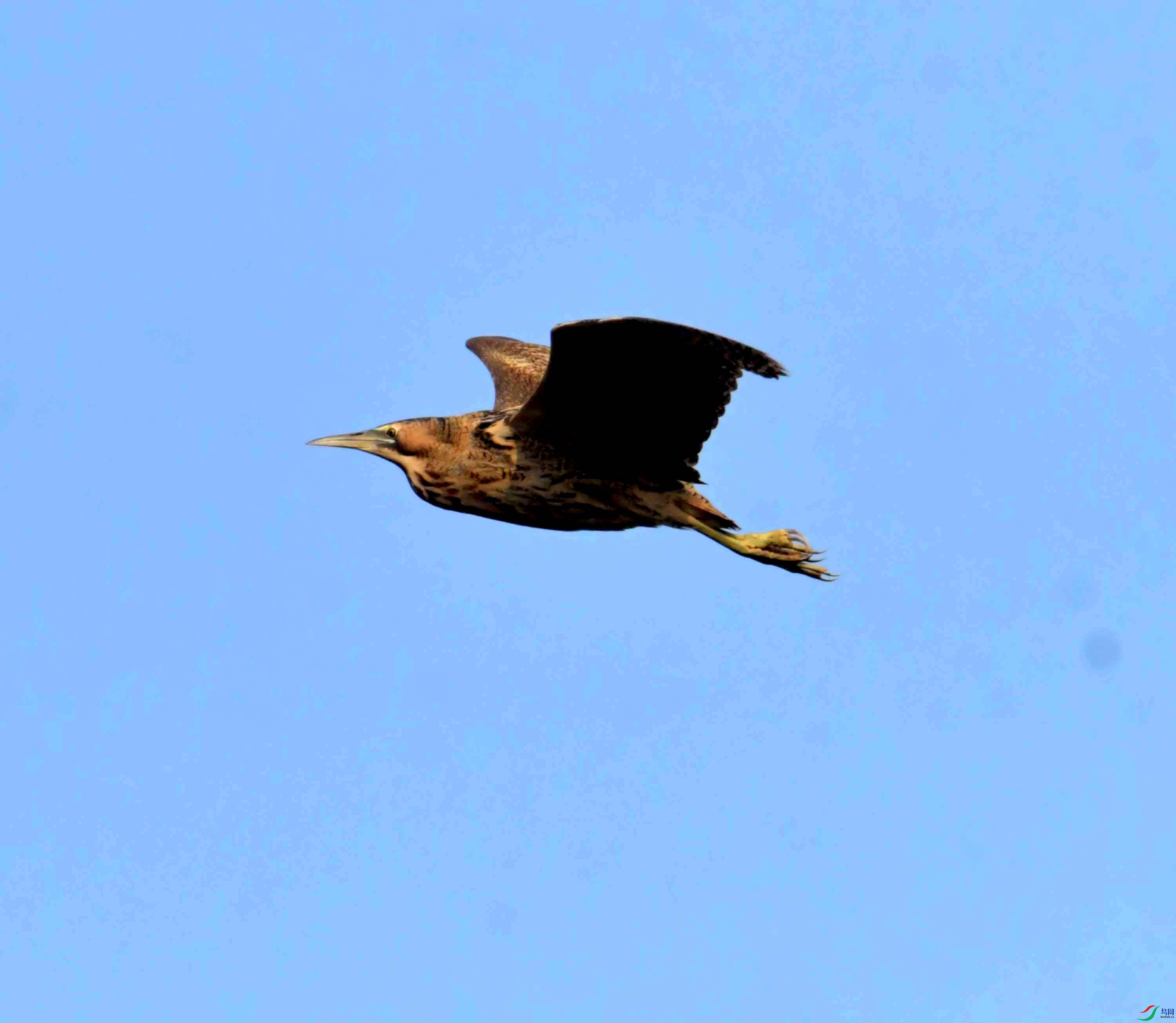 DSC_0240.JPG