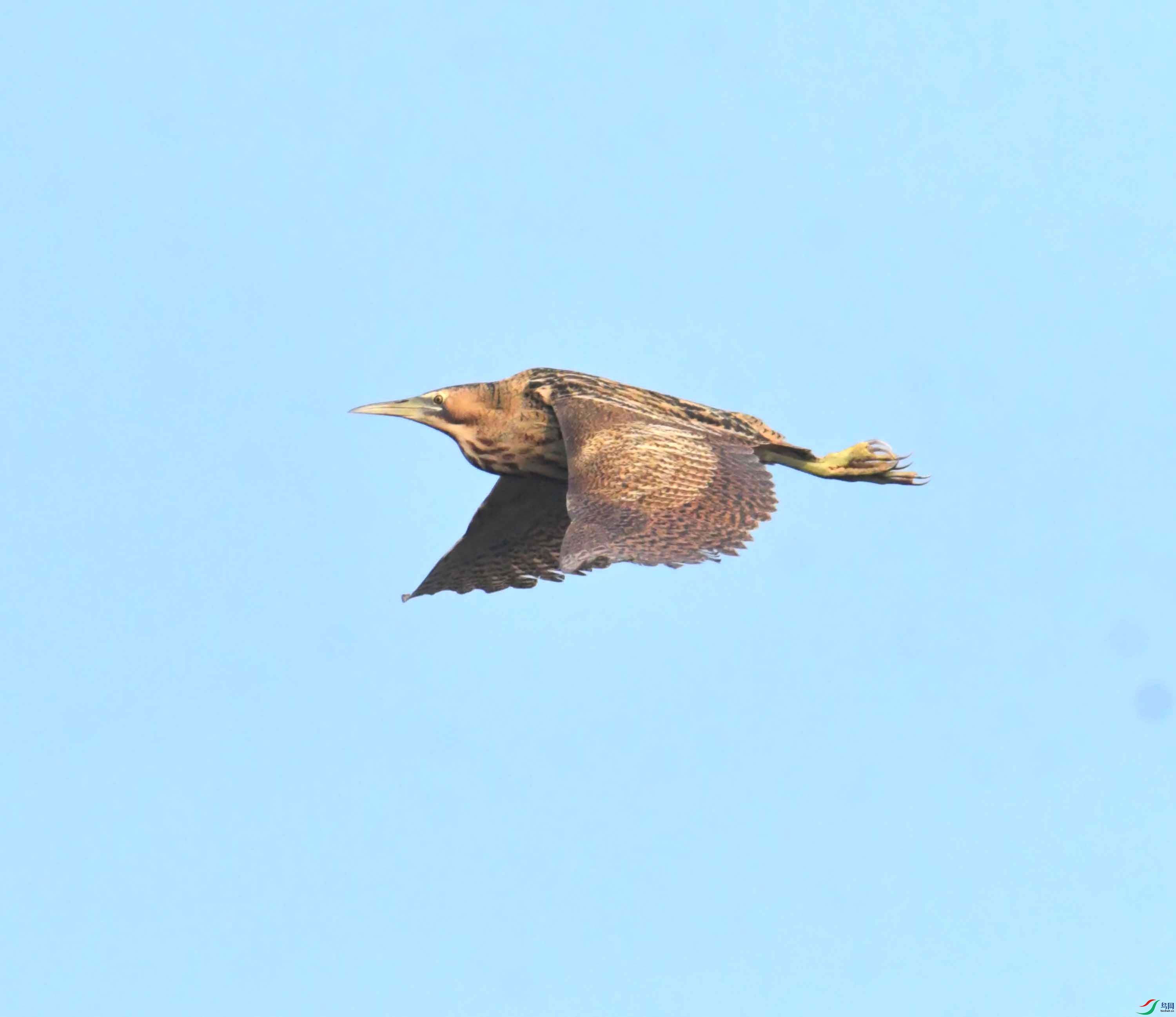 DSC_0239.JPG