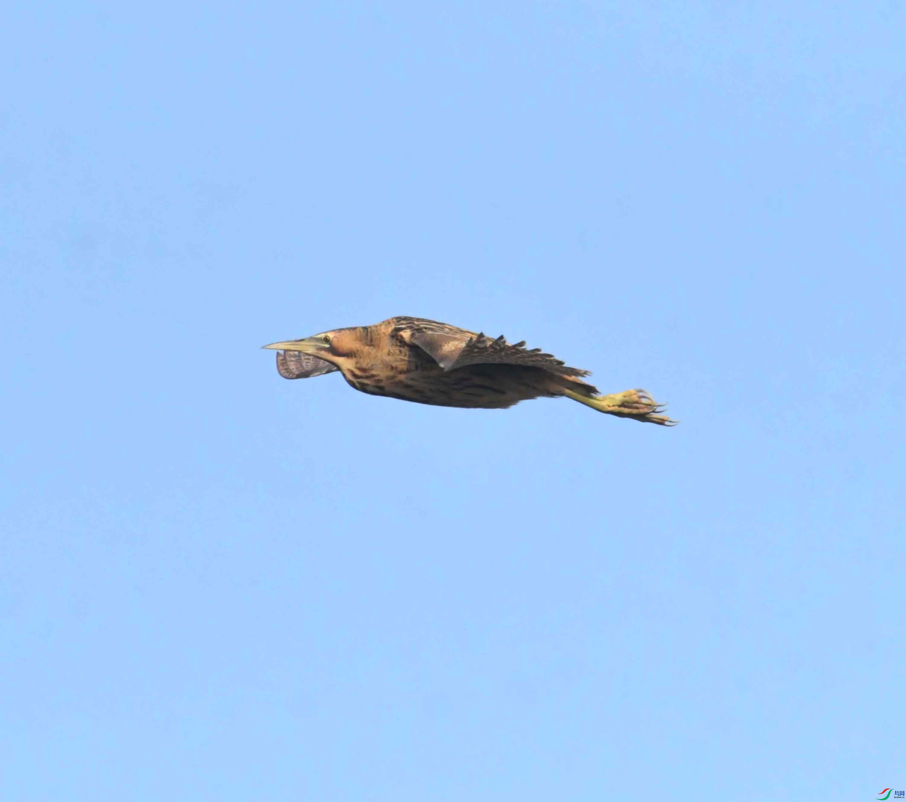 DSC_0241.JPG
