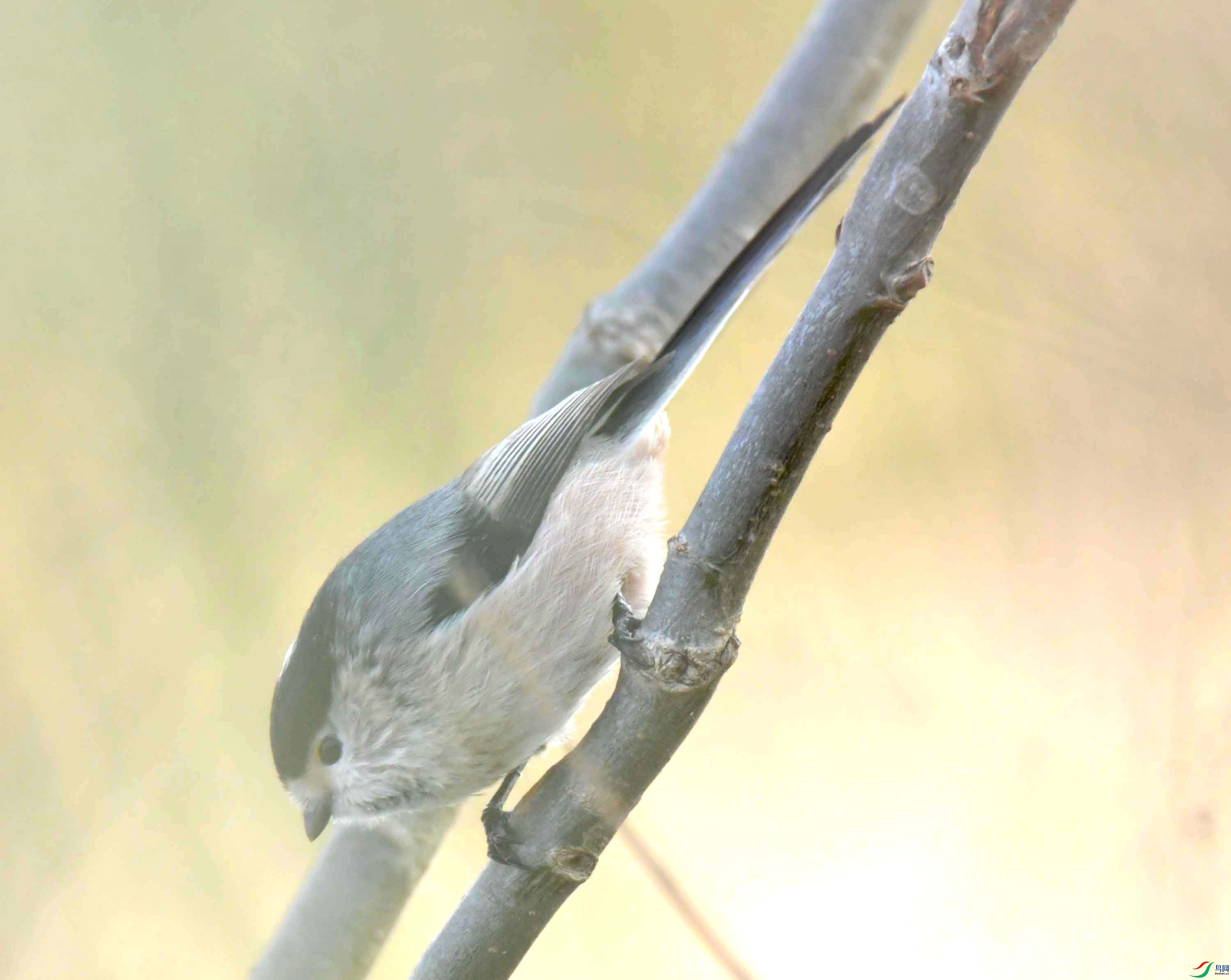 DSC_2783.JPG