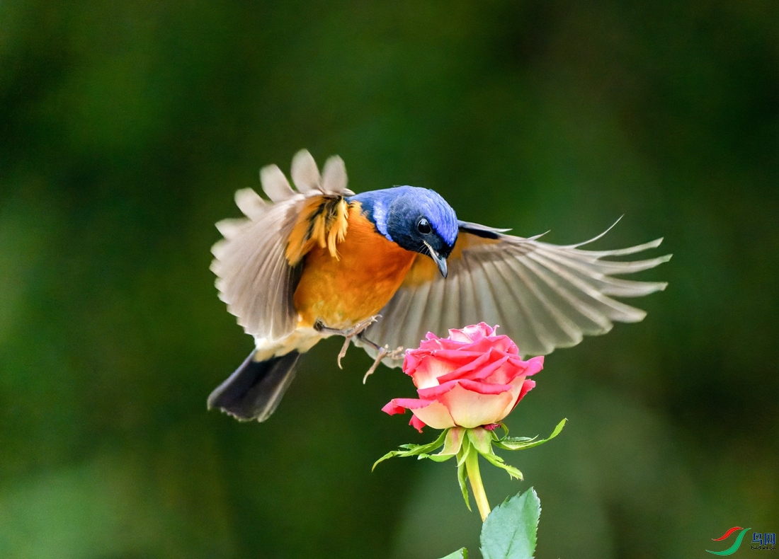 DSC02685-ARW_DxO_DeepPRIME ����.jpg