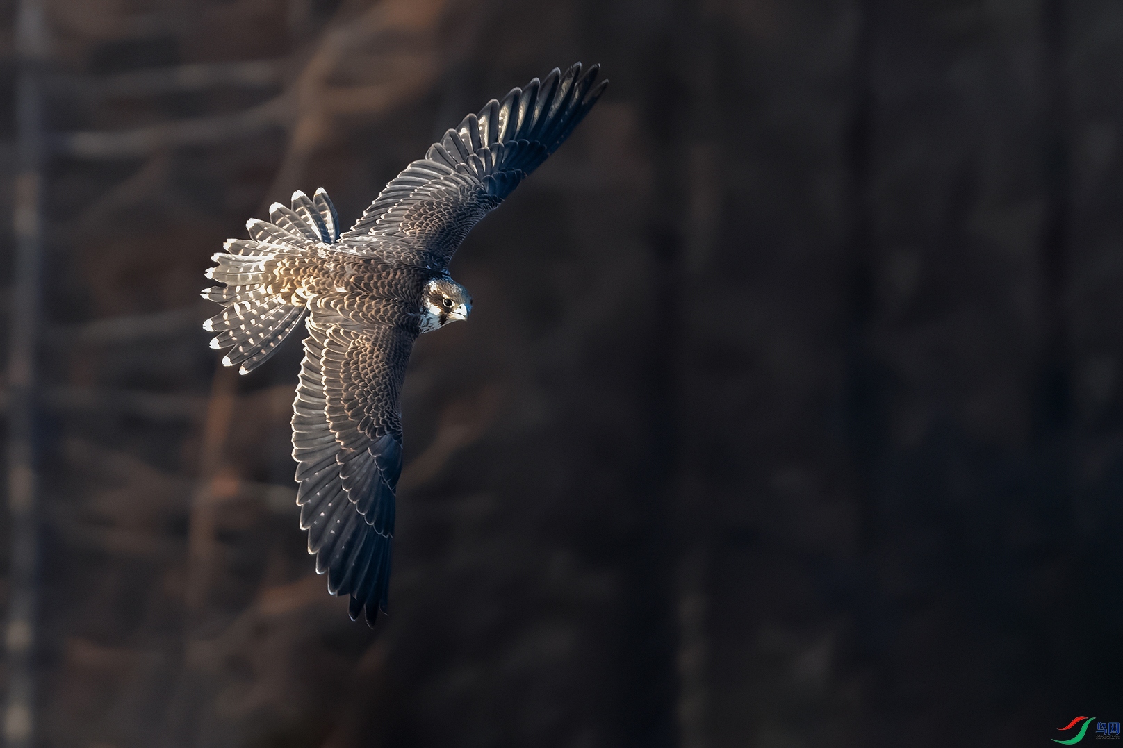 DSC_3451_DxOa.jpg