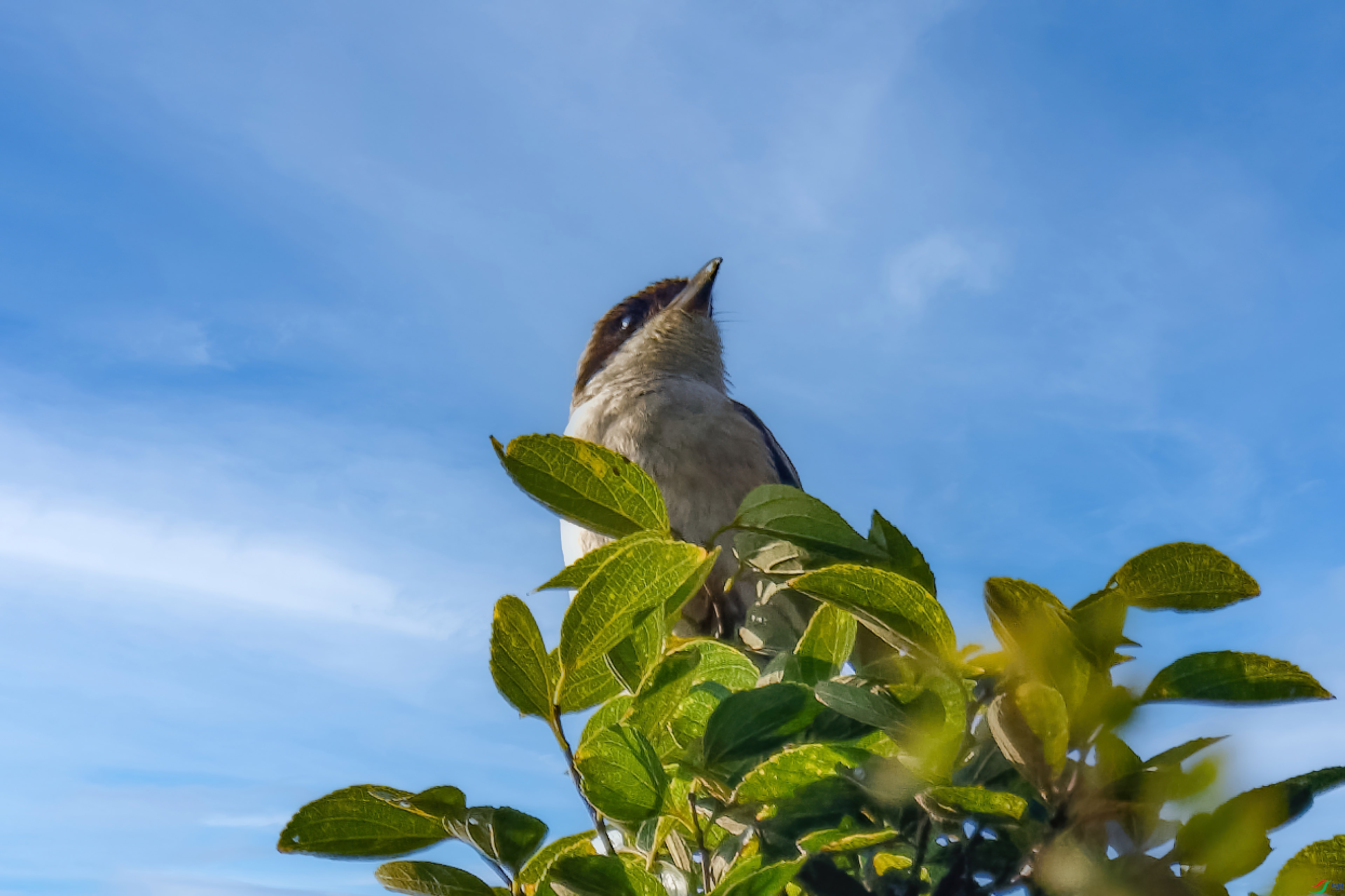 _ZFW2283_DxO-gigapixel.jpg