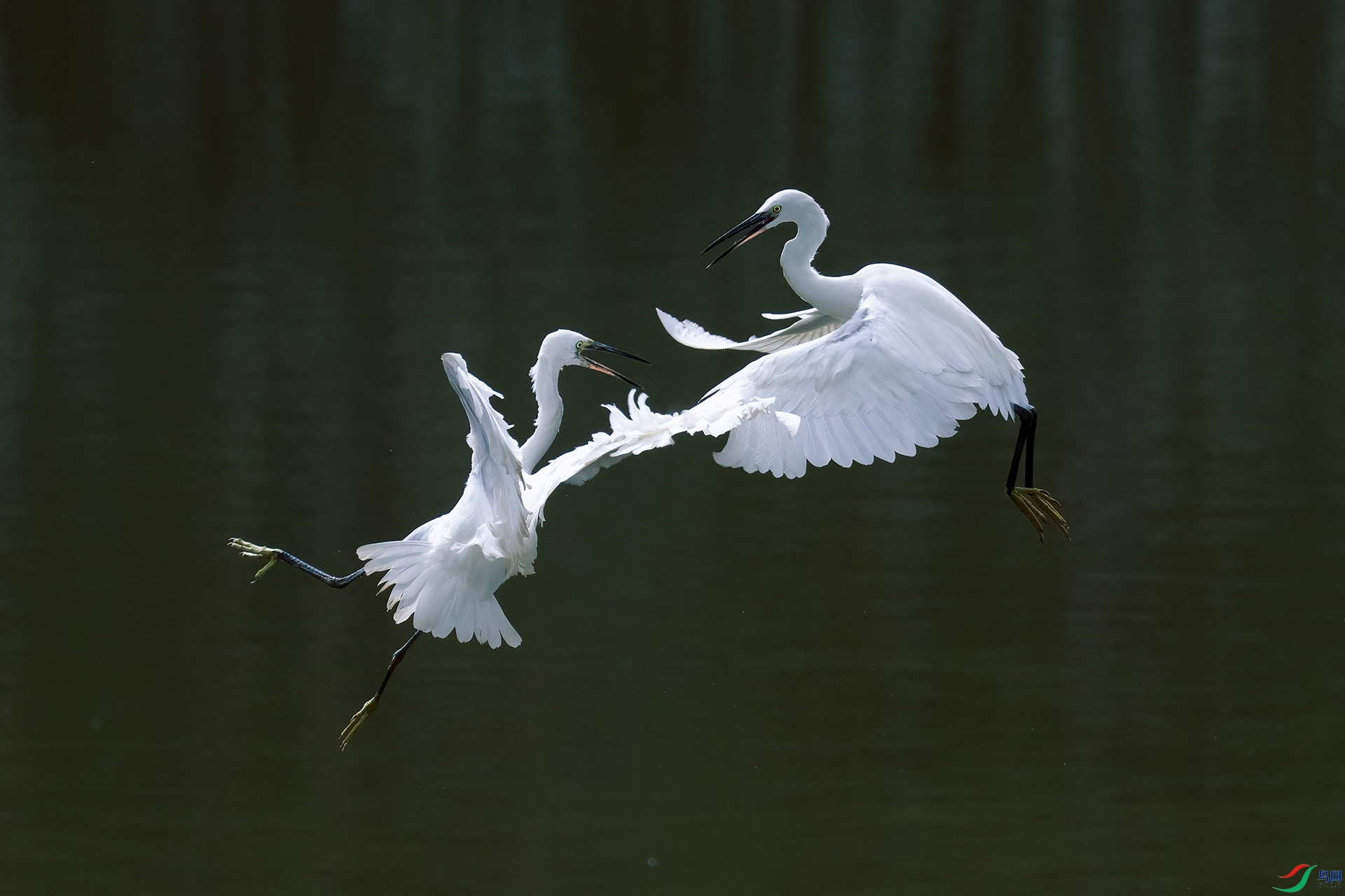 9K0A1389Q-DeNoiseAI-low-light-1-HZW.jpg