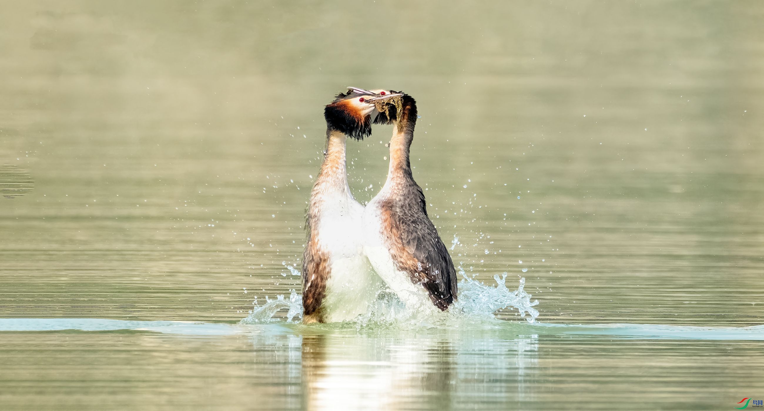 ��ͷ䴙�f�㰮