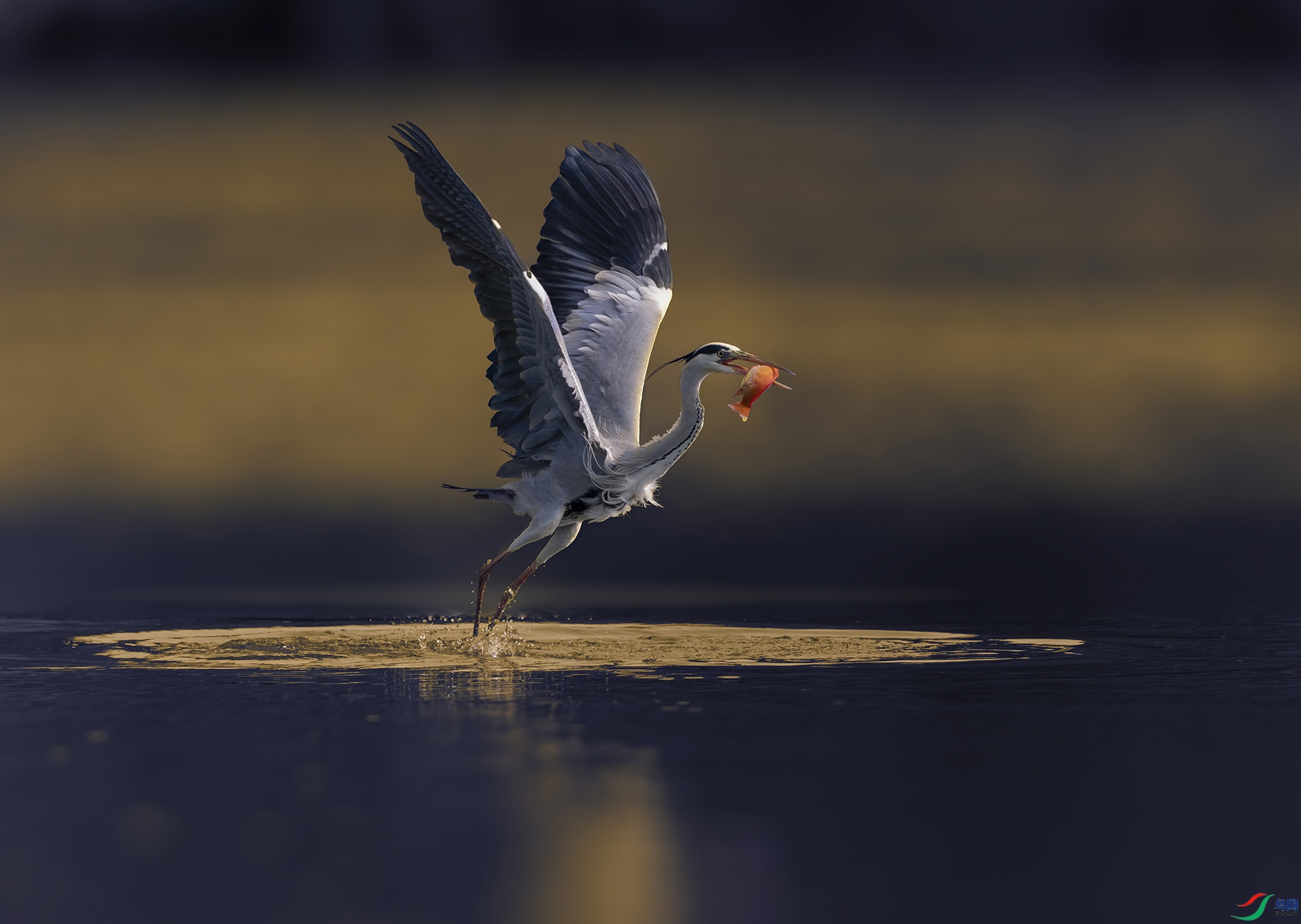 DSC_9155-����ǿ ���� 3.jpg