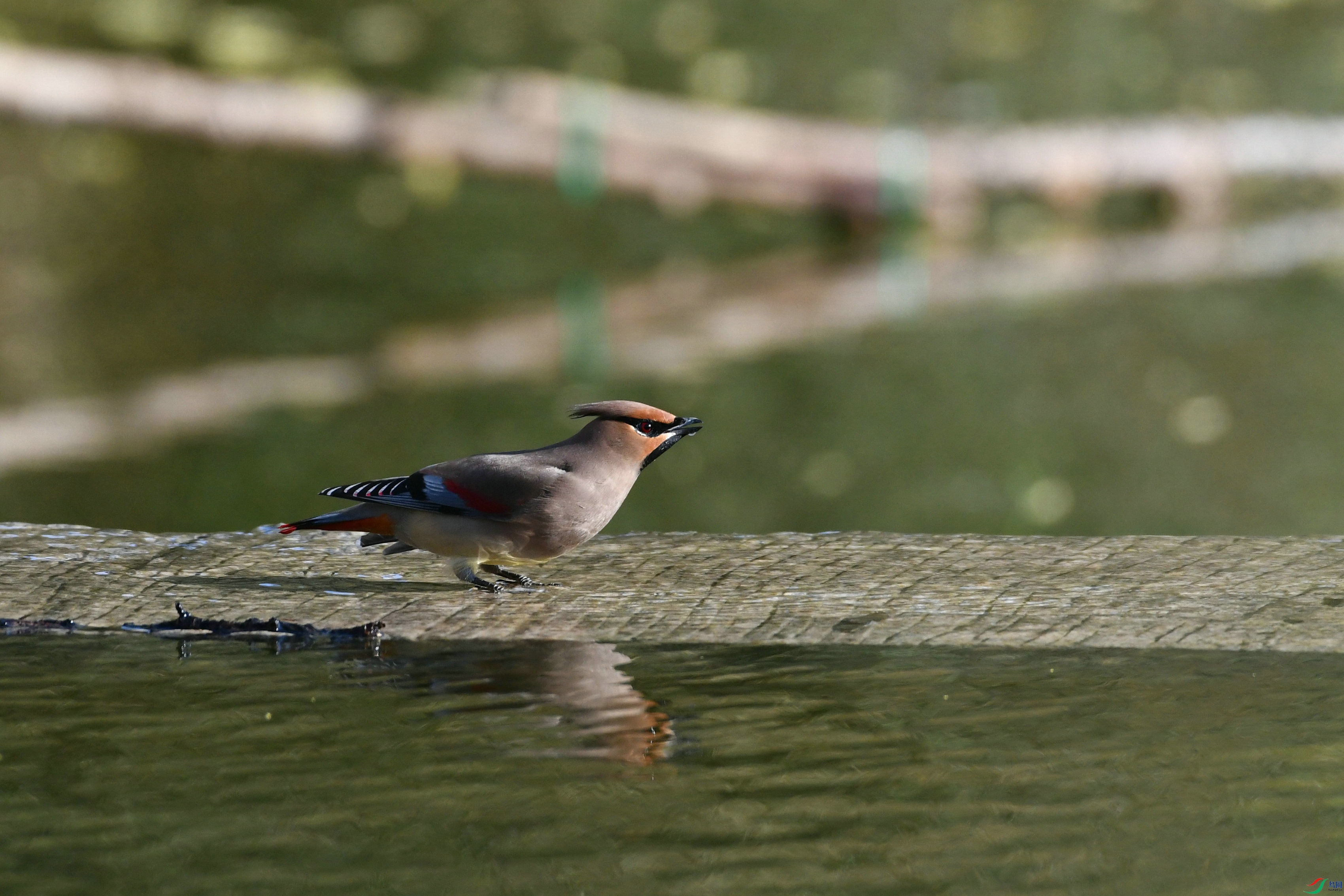 DSC_6014.JPG