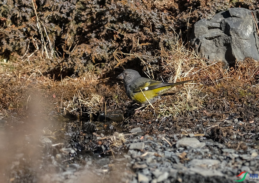 DSCF4604C.jpg