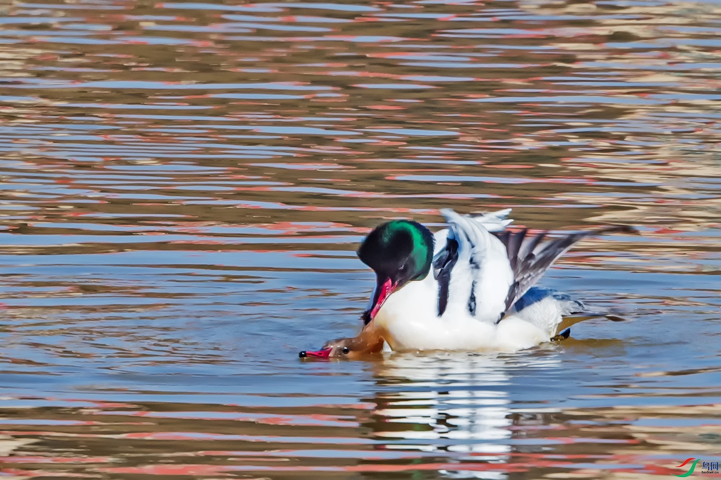 DSC_7052.jpg