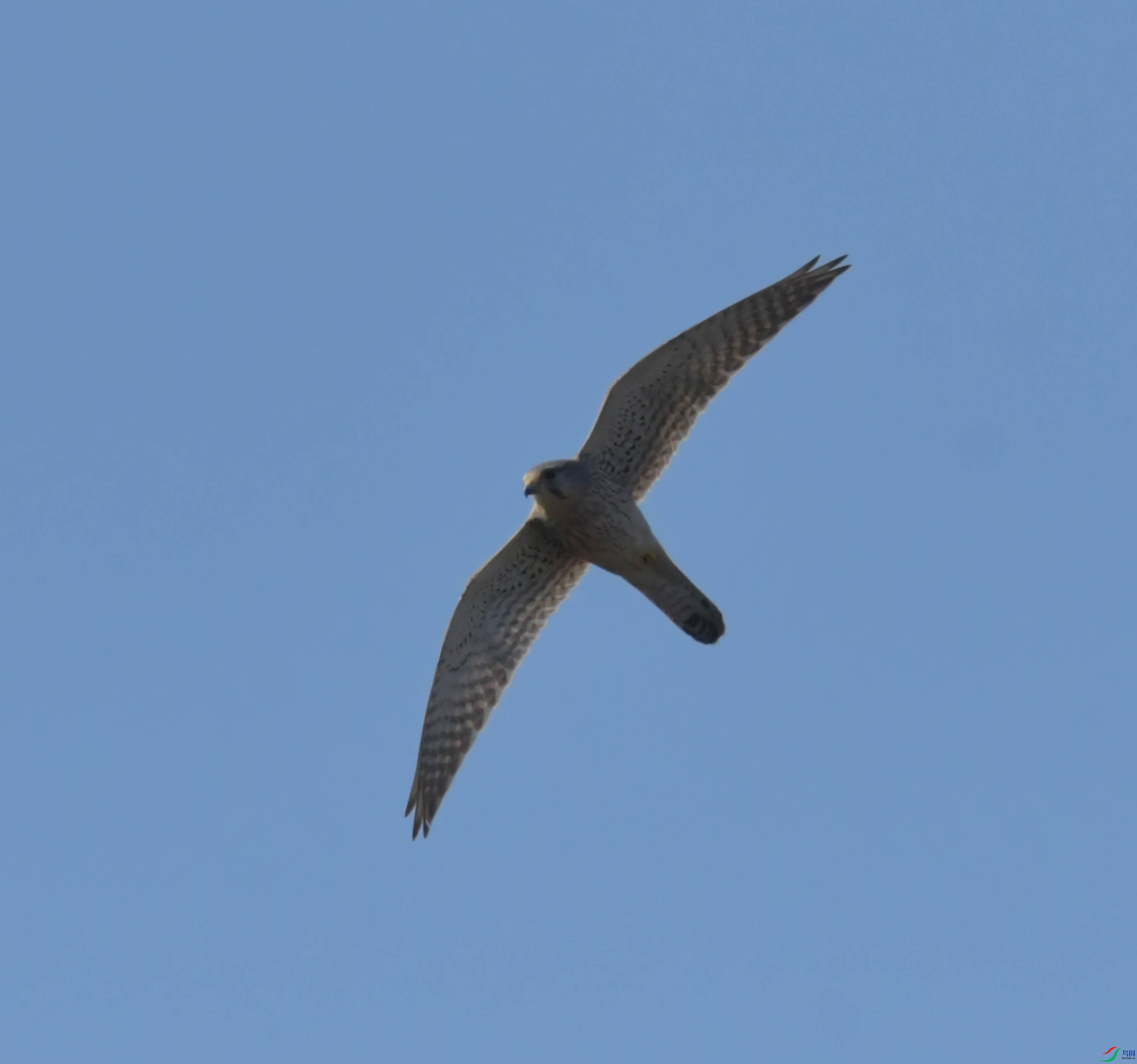 DSC_1296.JPG