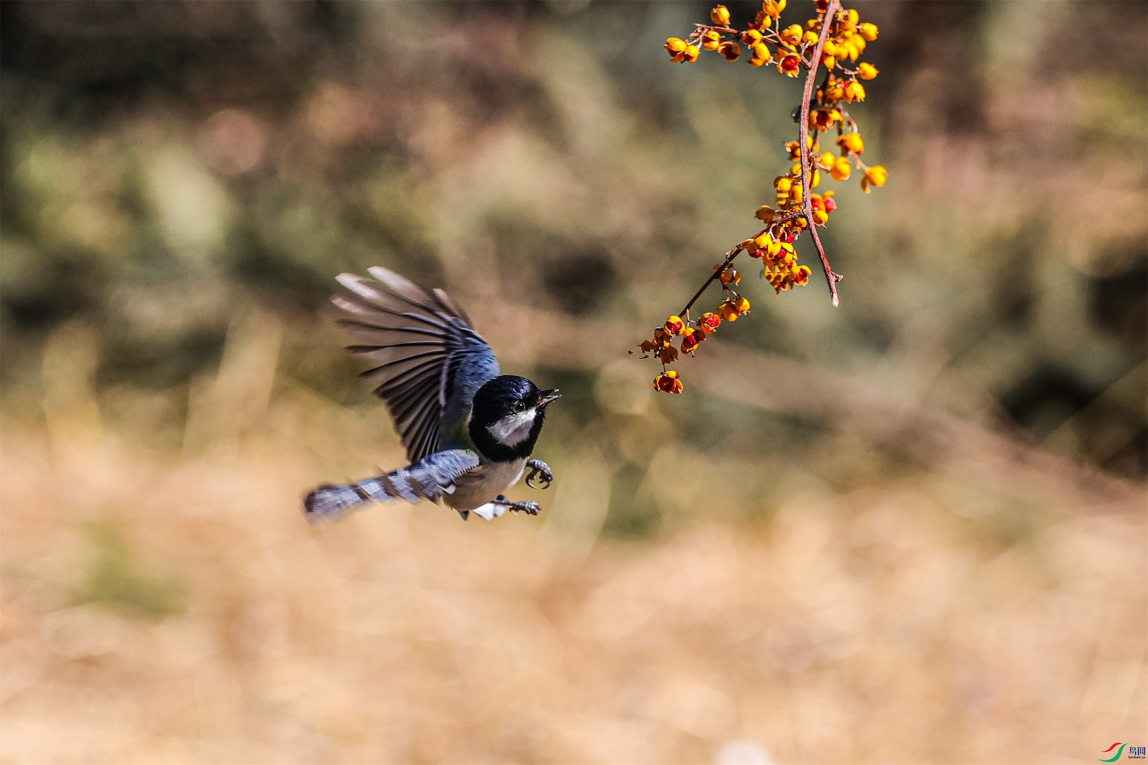 1K3A8132 ����1.jpg