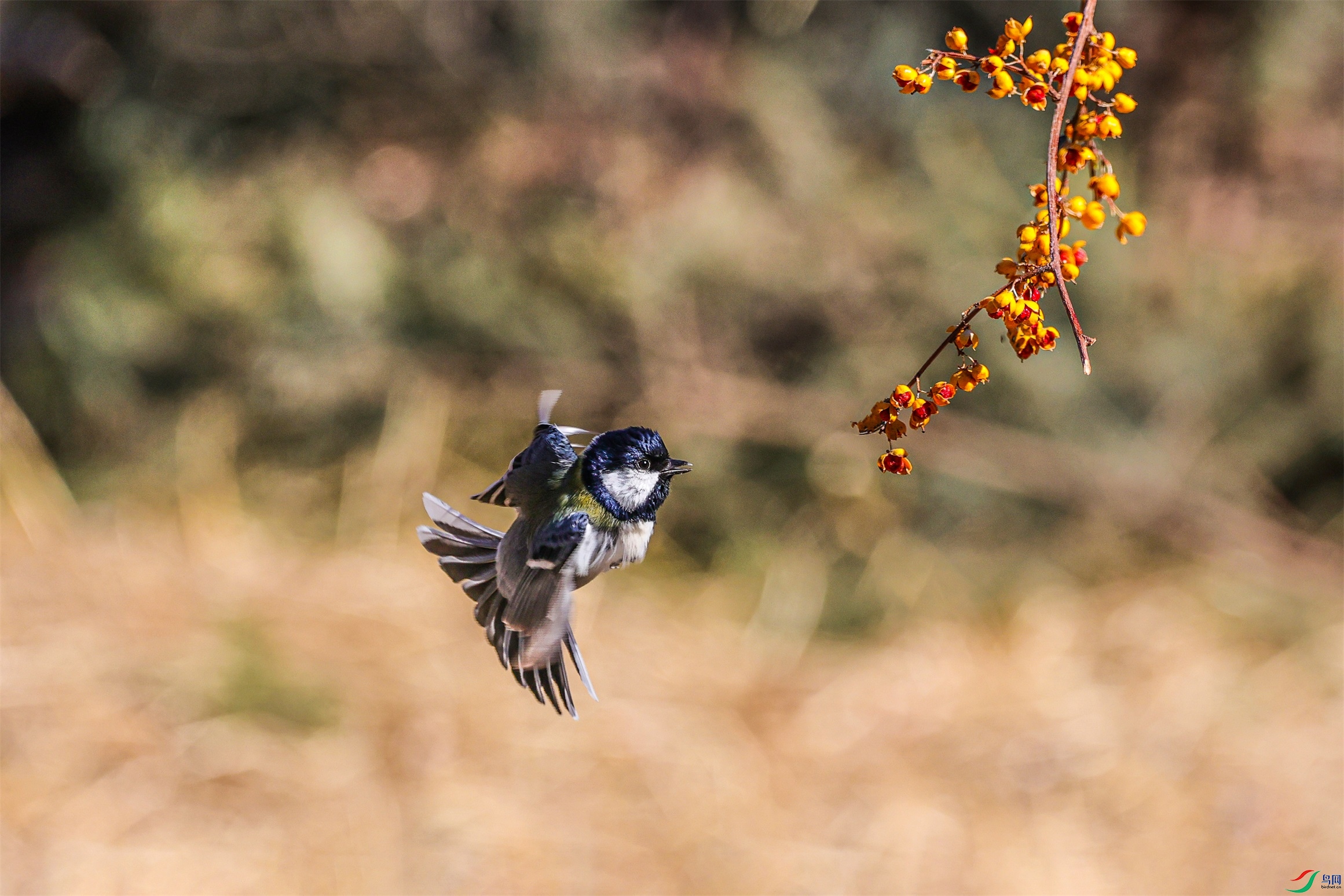 1K3A8131 ����1.jpg